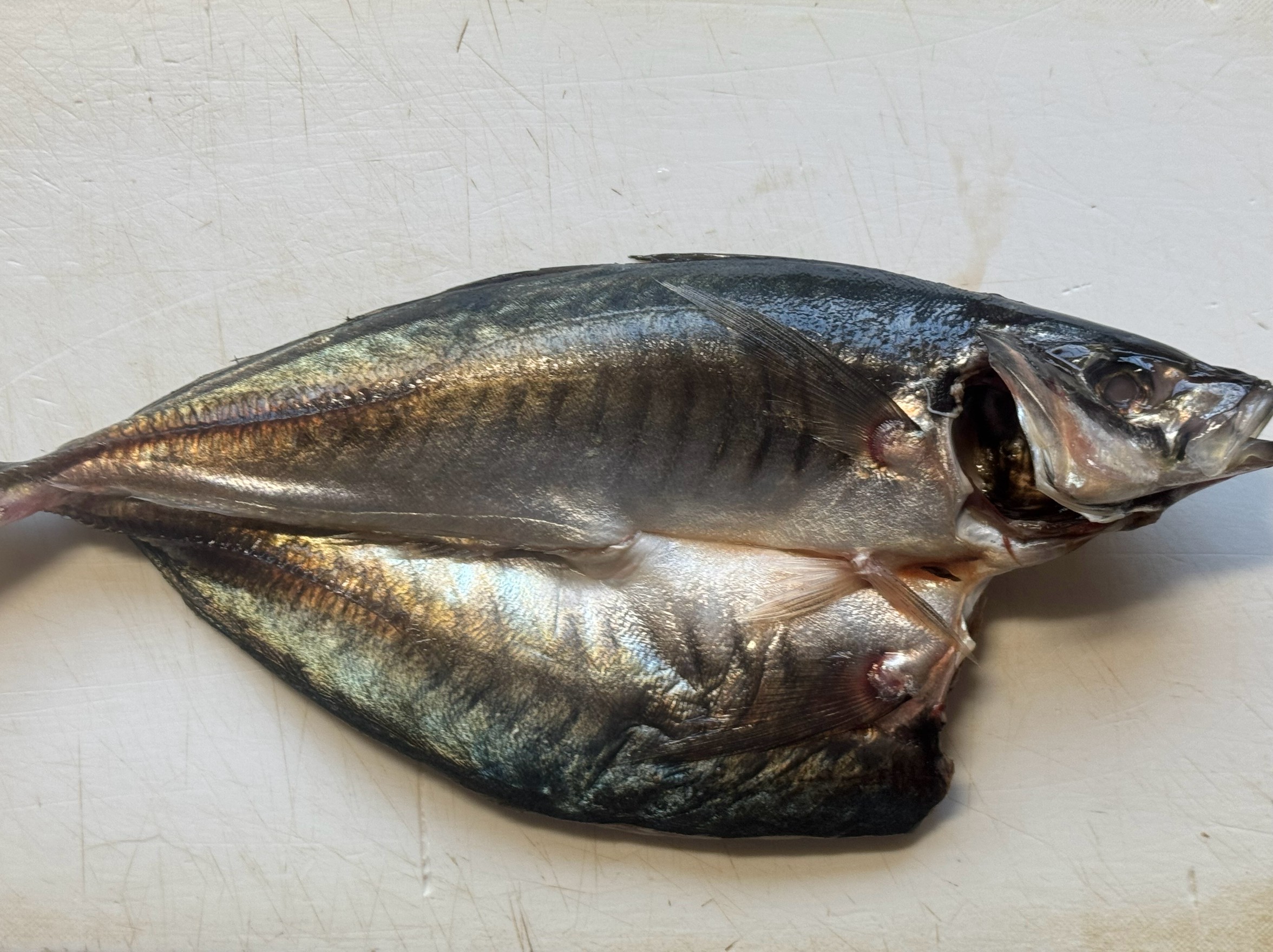 開きと言えばアジ。干物では圧倒的人気の秘密説明。釣太郎