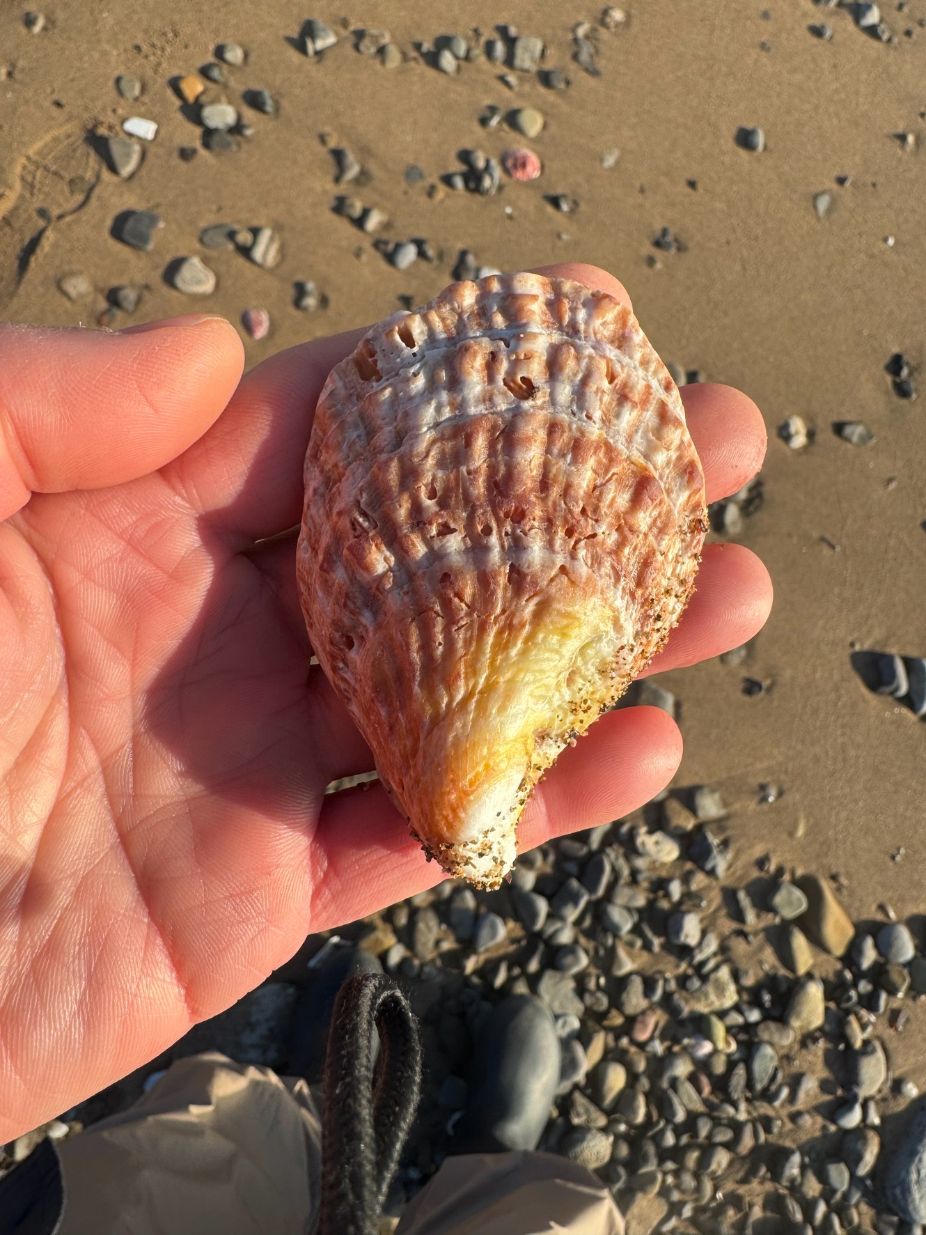 砂浜に打ち上げられた貝殻が砂になるまで（数十年～数千年）かかります。釣太郎