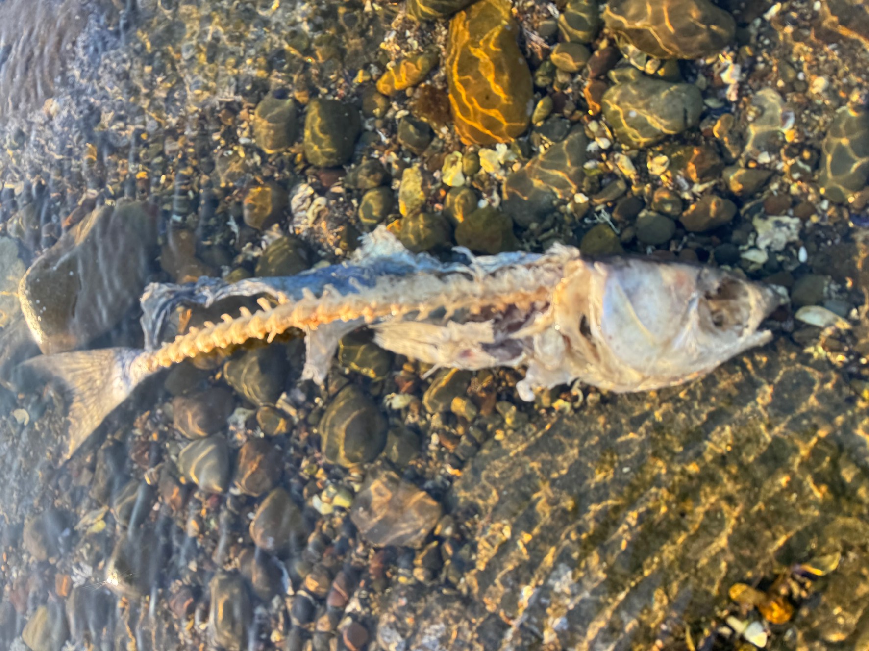 魚が骨になって自然に還るまでの物語。釣太郎