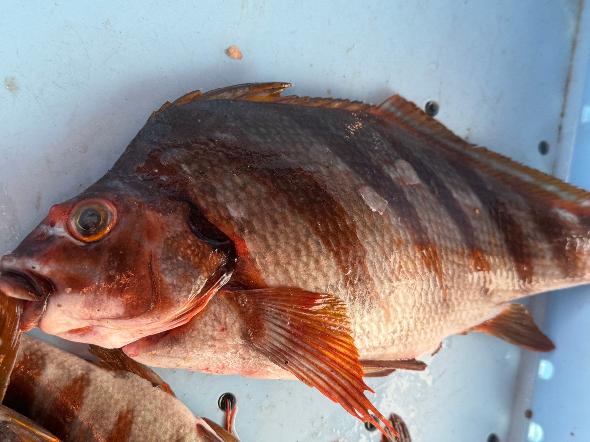 【タカノハダイはなぜ臭い？】釣り人向けに徹底解説！食べ方・臭み対策も紹介！釣太郎