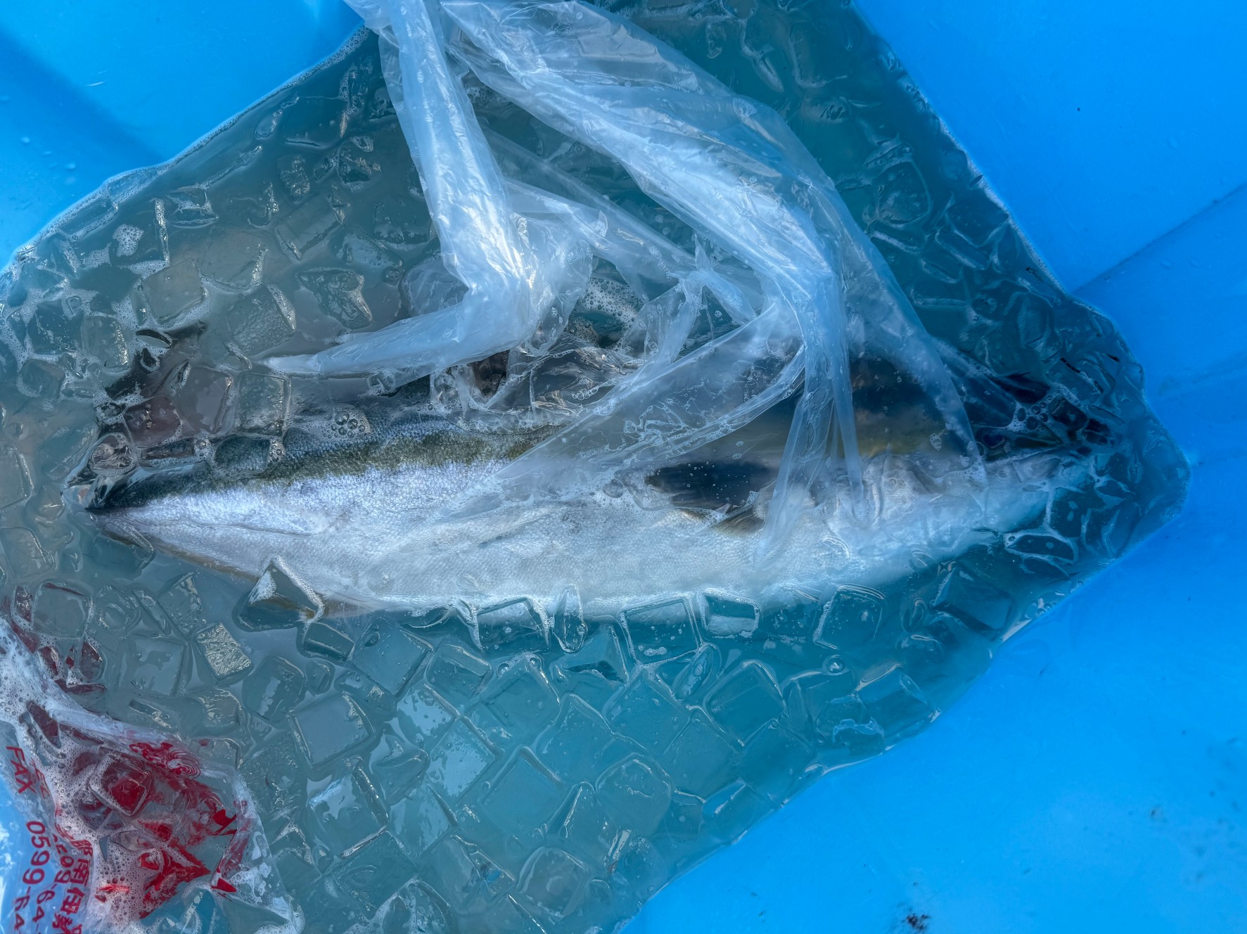 魚に真水はタブーは常識だが、氷に真水を入れ魚をビニール袋に入れれば問題ないか?釣太郎