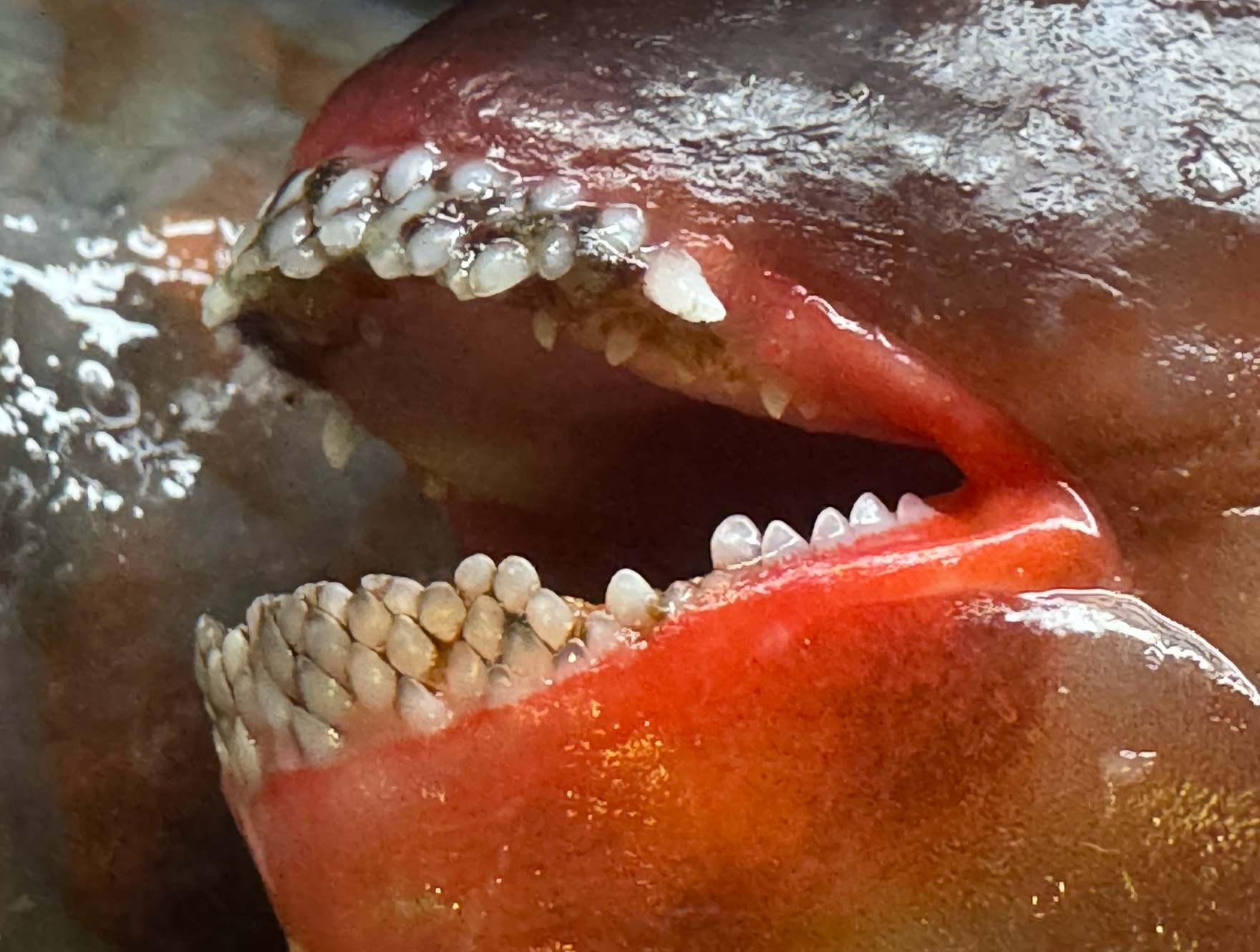 ブダイ（イガミ）は磯の藻類をかみ砕くのに適した歯。釣太郎