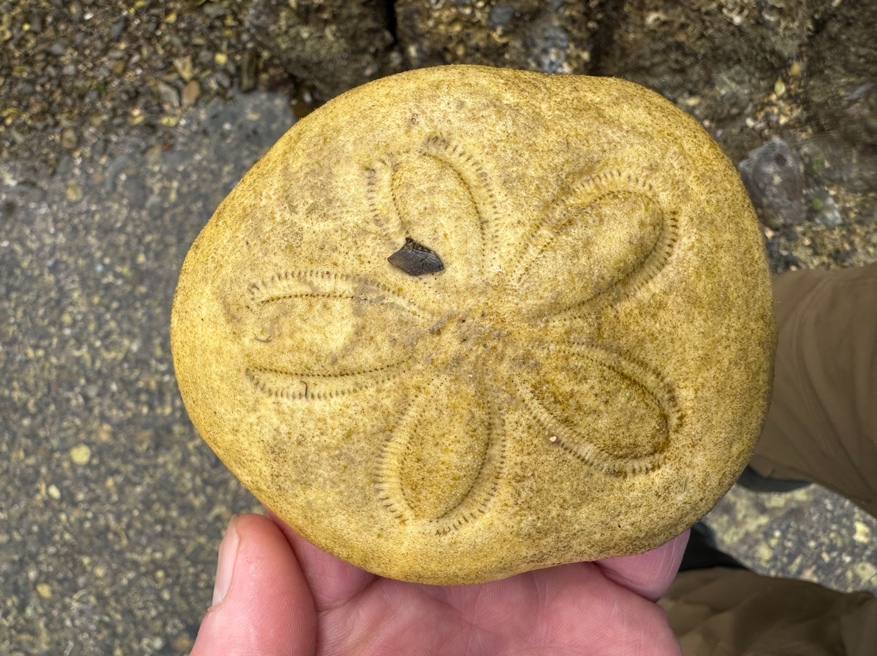 タコノマクラについて解説します。釣太郎