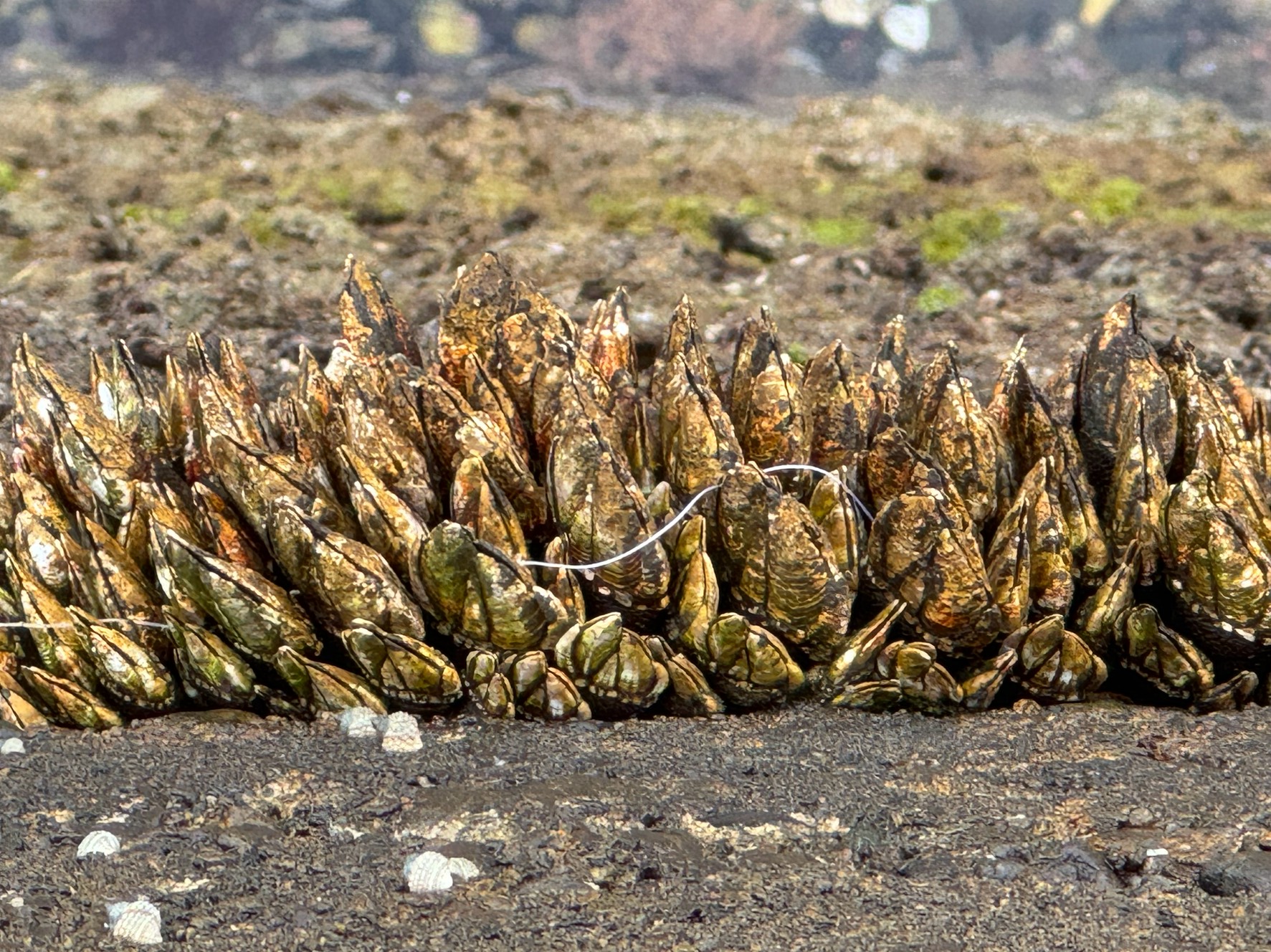 カメノテ(タカノツメ)食べると磯の風味満開で美味な生物。釣太郎