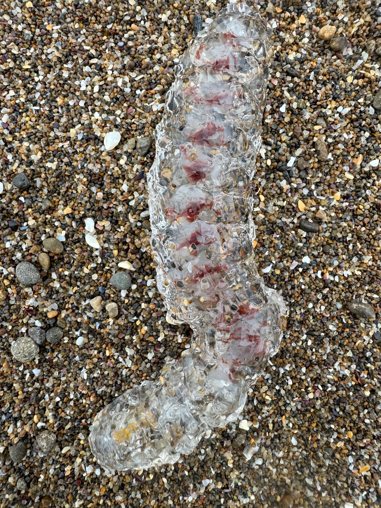 砂浜に打ち上げられた サルパ（Salpa） というプランクトン性の尾索動物（ホヤの仲間）。釣太郎