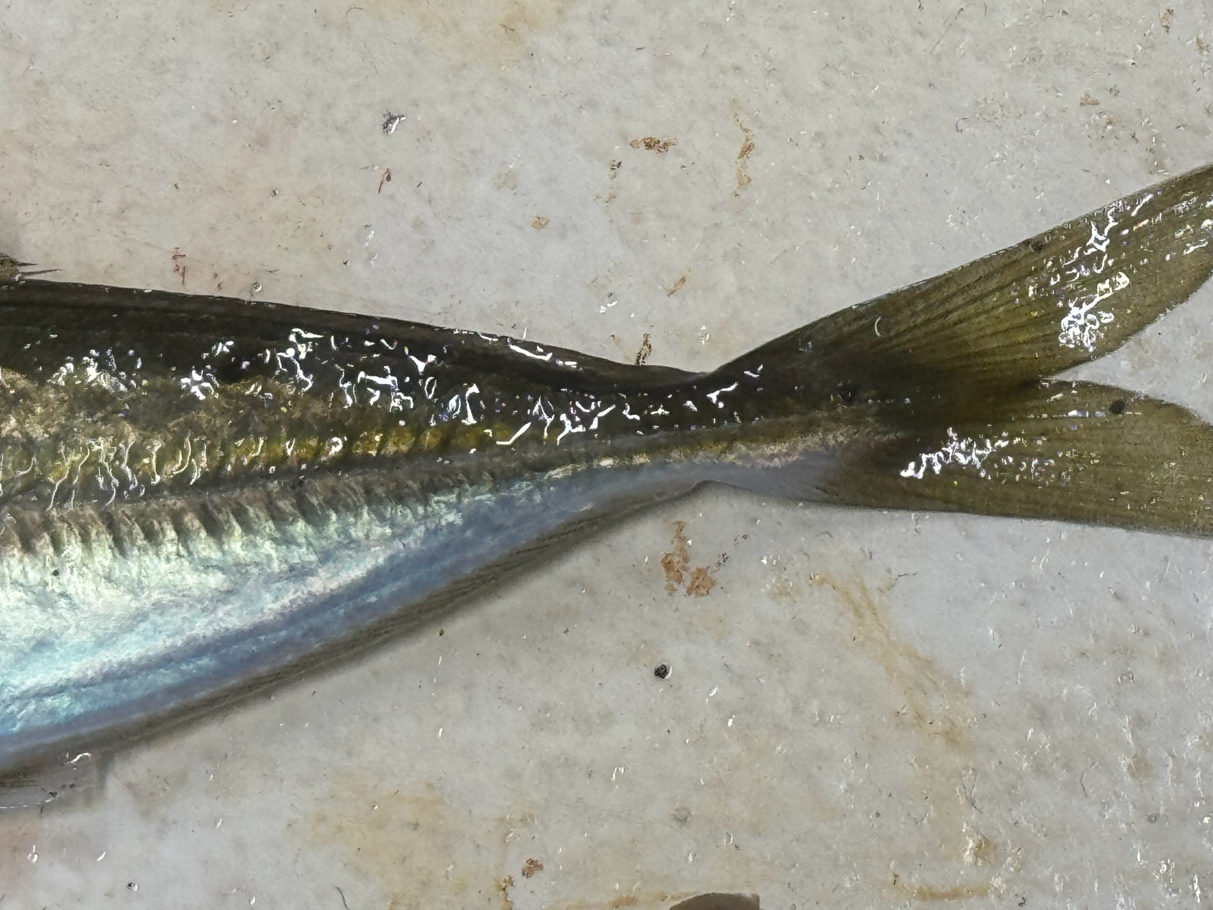 アジ特有の「ゼイゴ」（鱗条・ぜいご）は、体側に沿って並ぶ硬いトゲ状の鱗（側線鱗）のこと。釣太郎