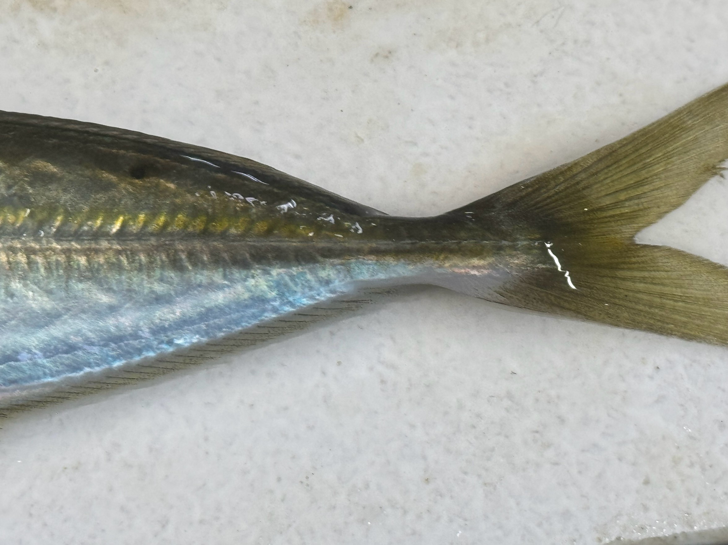 アジのゼイゴは、アジ特有の硬い鱗（うろこ）のこと。釣太郎