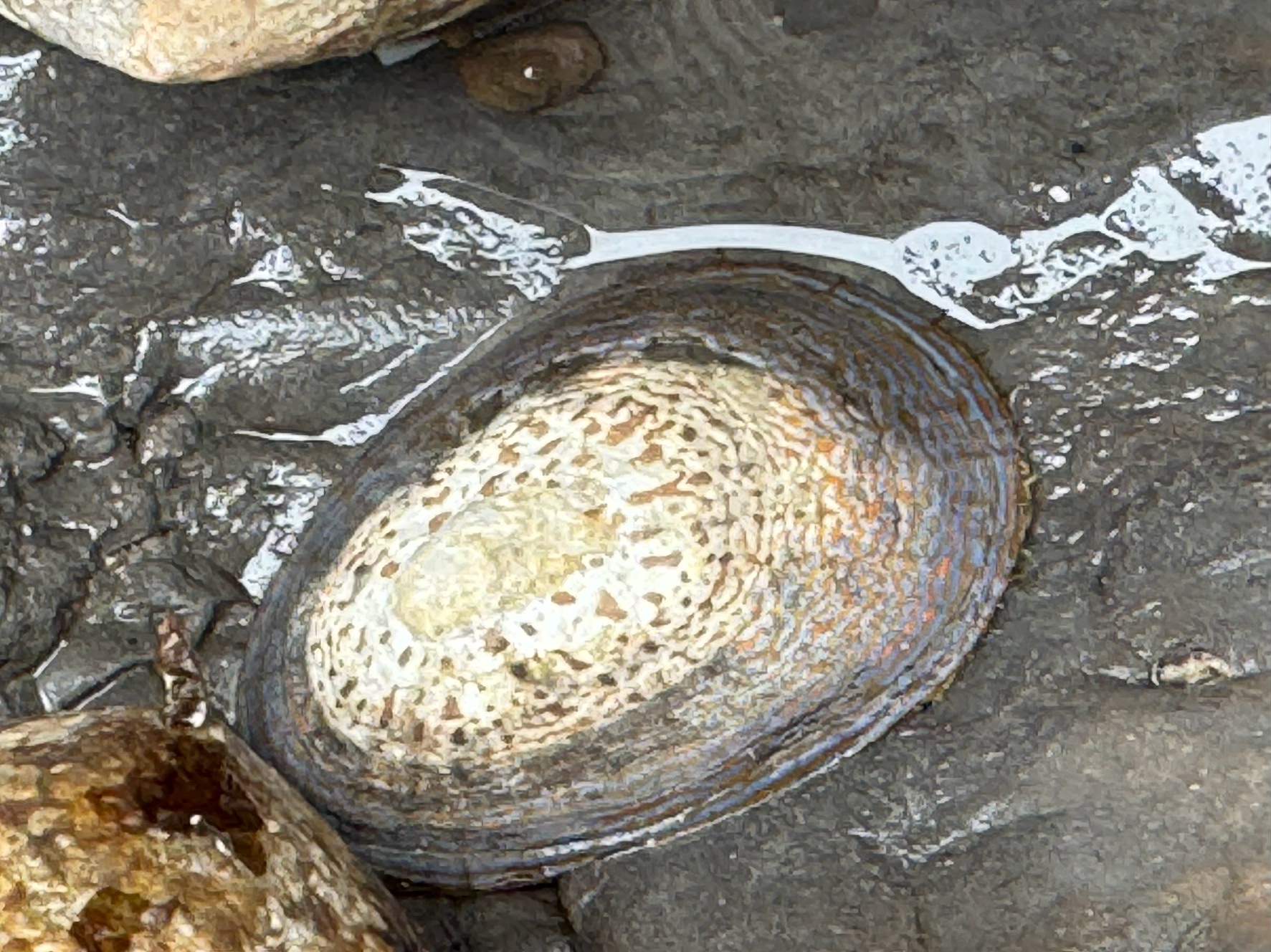 この貝はカサガイ。昔焼いて食べた。石鯛釣りのエサにもなる。磯や堤防に貼りついて、どこにでもある。釣太郎