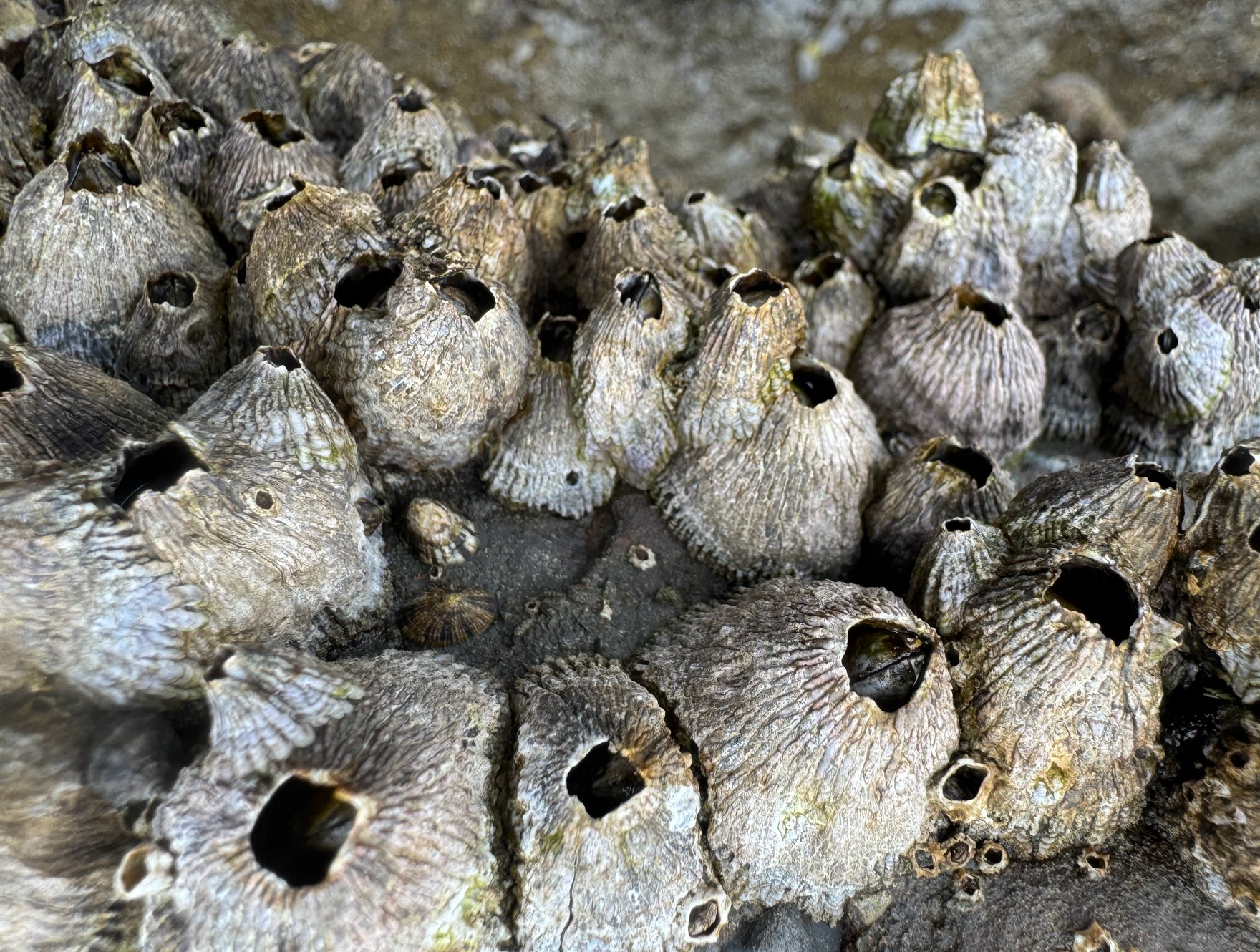 磯に生息するフジツボの正体と特徴。釣太郎