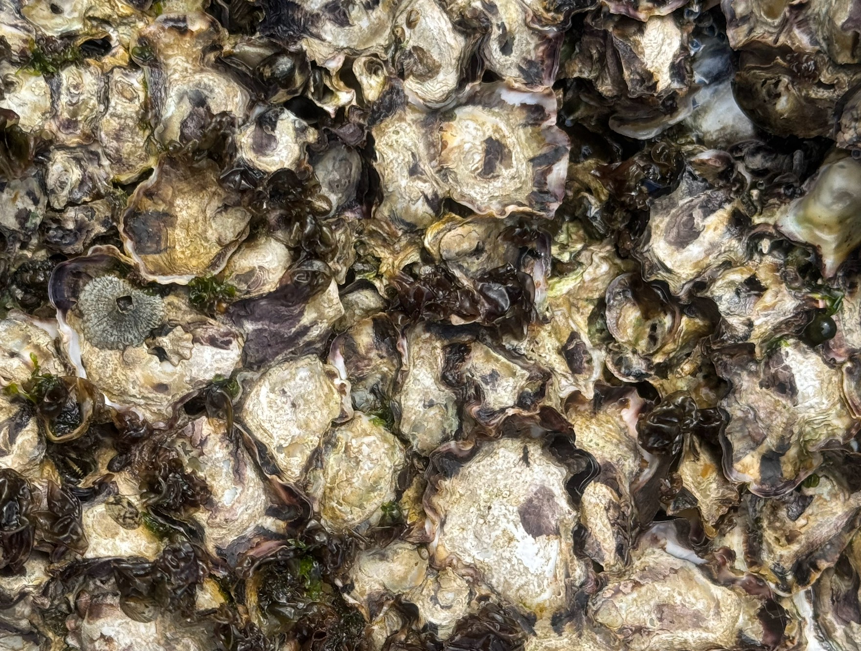 地磯で釣りをしたことがある人なら、誰もがラインを牡蠣に絡めたことがあるはず。釣太郎