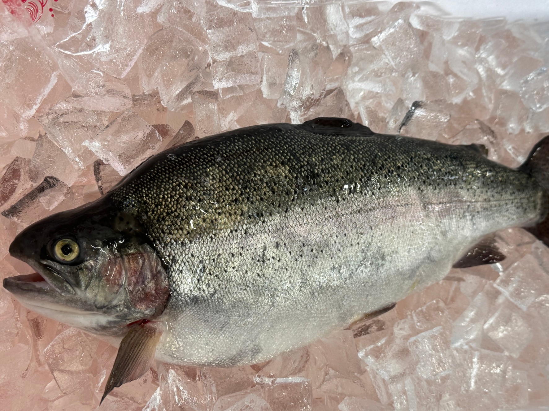 養殖のトラウトサーモン。これは天然はありません。釣太郎