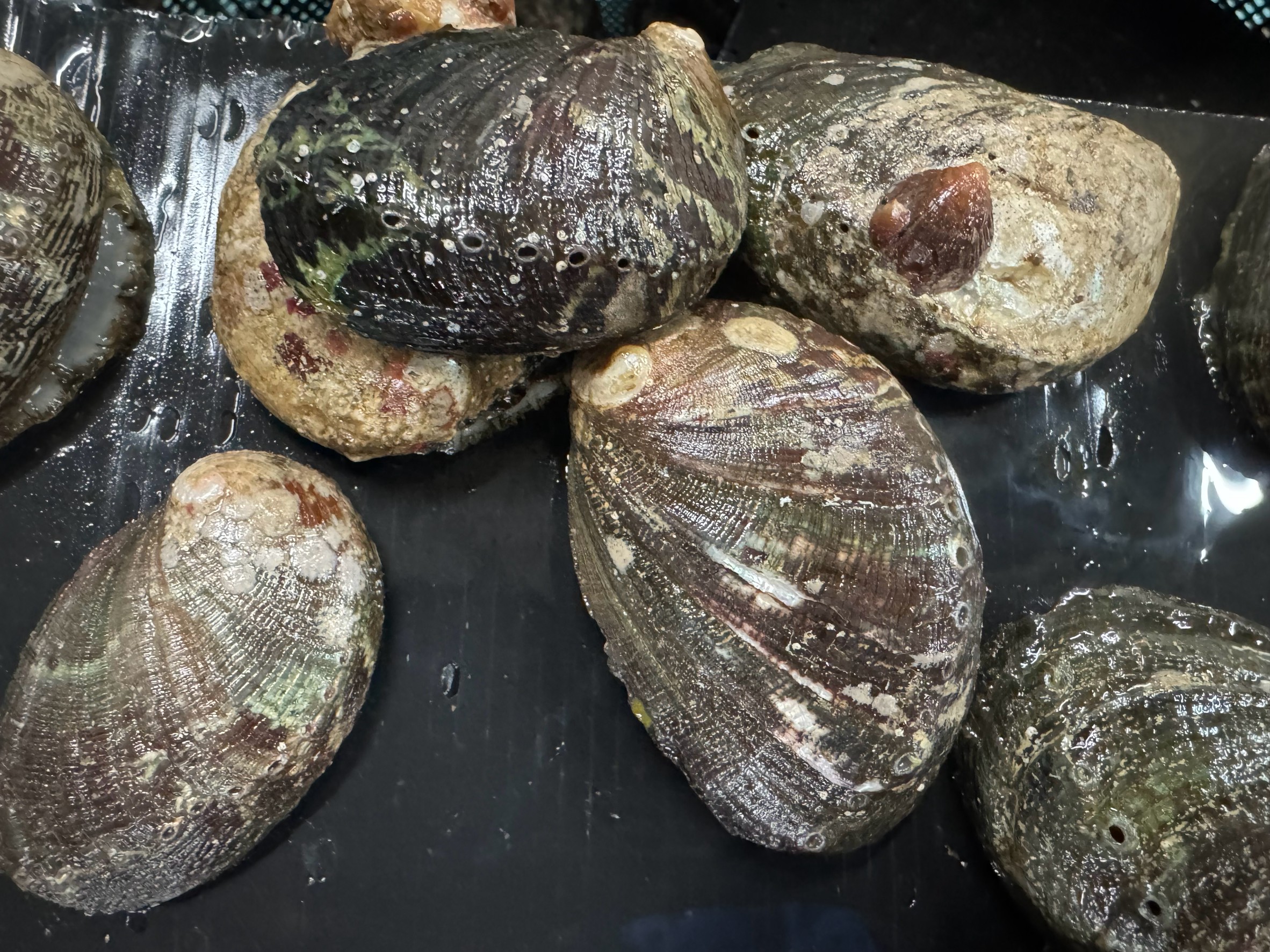 石鯛釣り餌、とこぶし（ながれこ）入荷しています。釣太郎