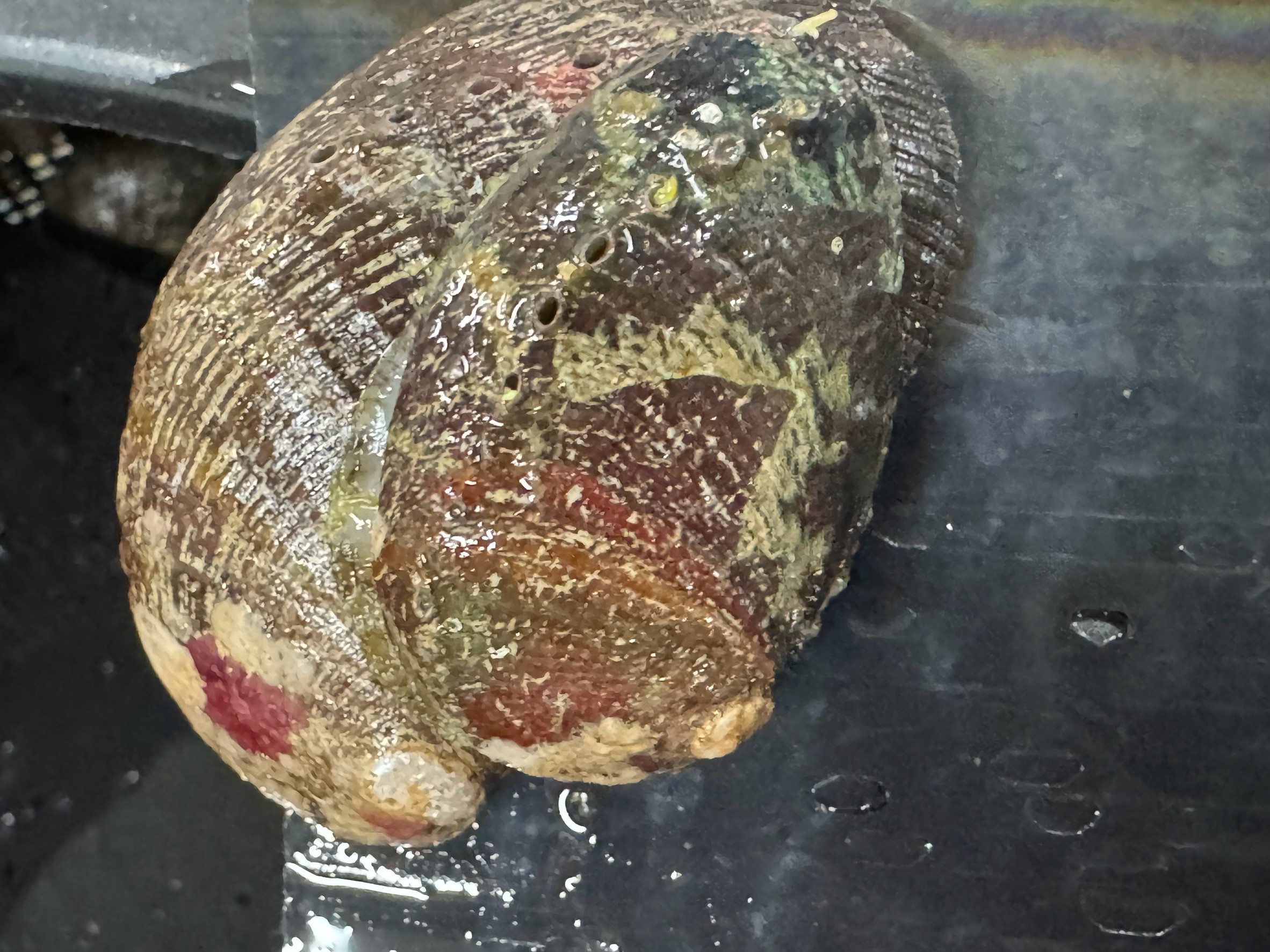 春先の水温が低い時の石鯛釣りは貝類が定番エサ。サルボウ貝、とこぶし、サザエ、それぞれの適正水温紹介。釣太郎