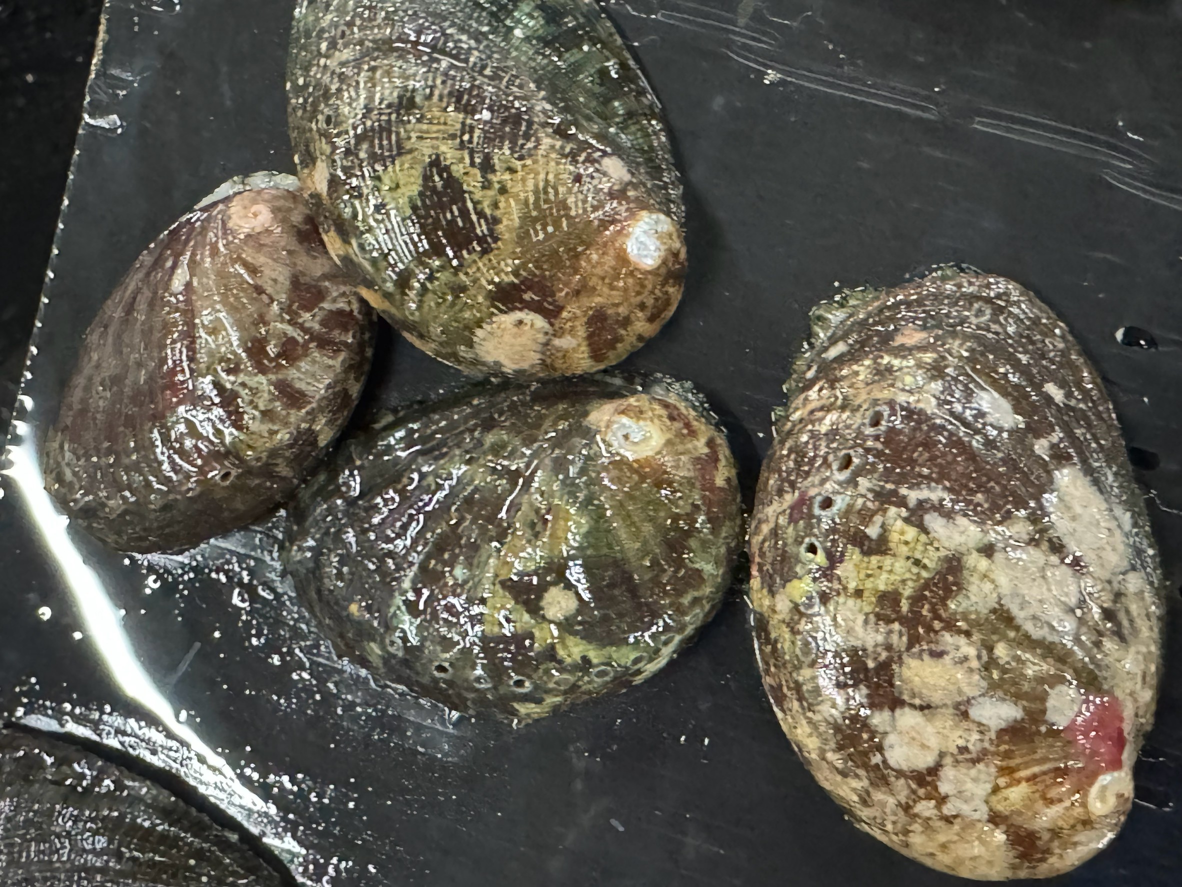 石鯛釣りエサ、サルボウ貝適正水温: 15℃～20℃、トコブシ適正水温: 18℃～25℃、サザエ適正水温: 20℃～30℃。釣太郎