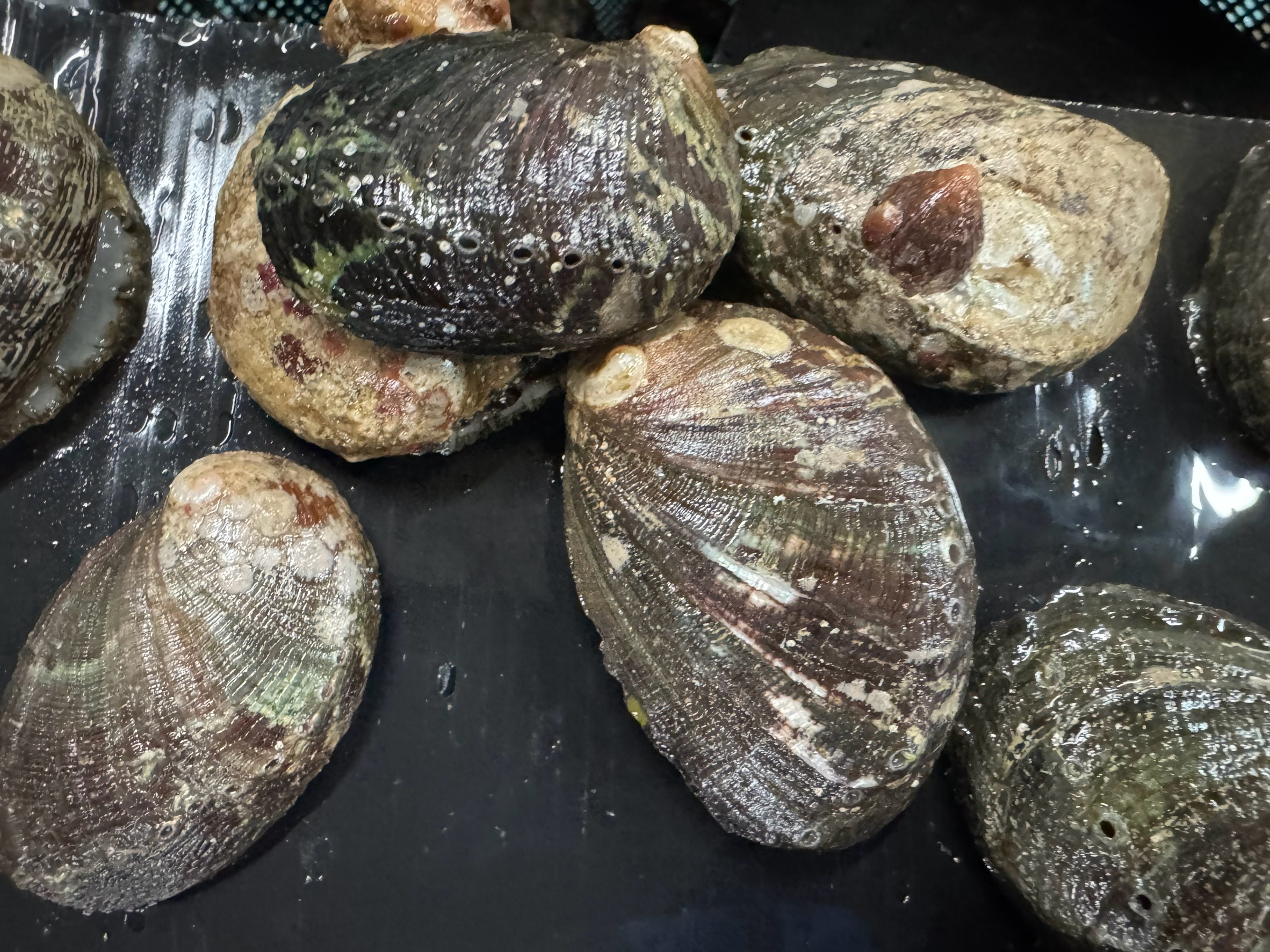 春の底物ご釣りエサ、とこぶし（ナガレコ）。釣太郎