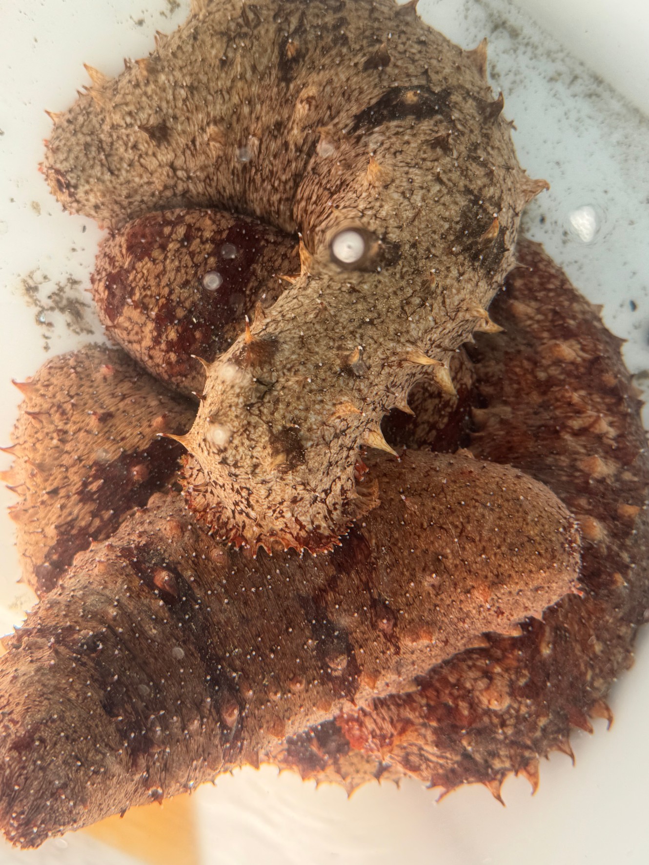 赤ナマコは冬の海鮮珍味として重宝されます。非常に美味。釣太郎