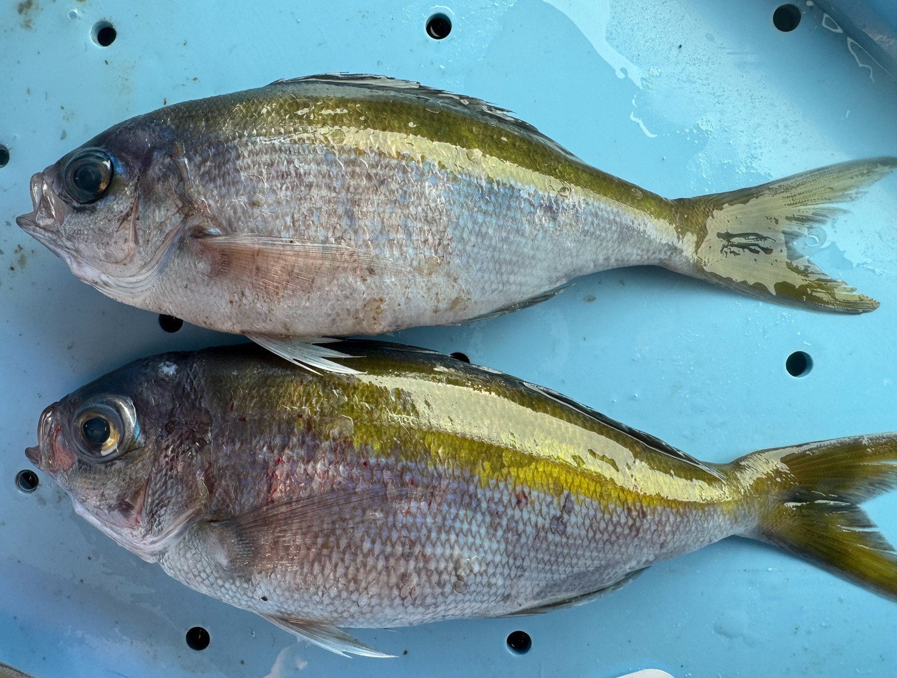 【ウメイロの特徴と釣り方｜釣人必見の攻略法】釣太郎