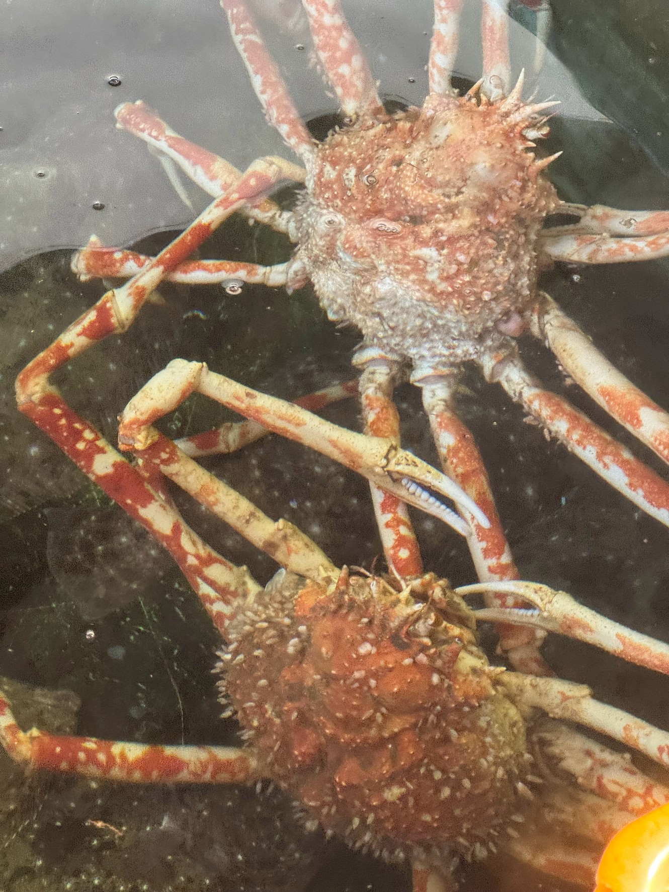 【タカアシガニの生態と釣り・漁獲情報｜ヒガンガニの秘密を徹底解説】釣太郎