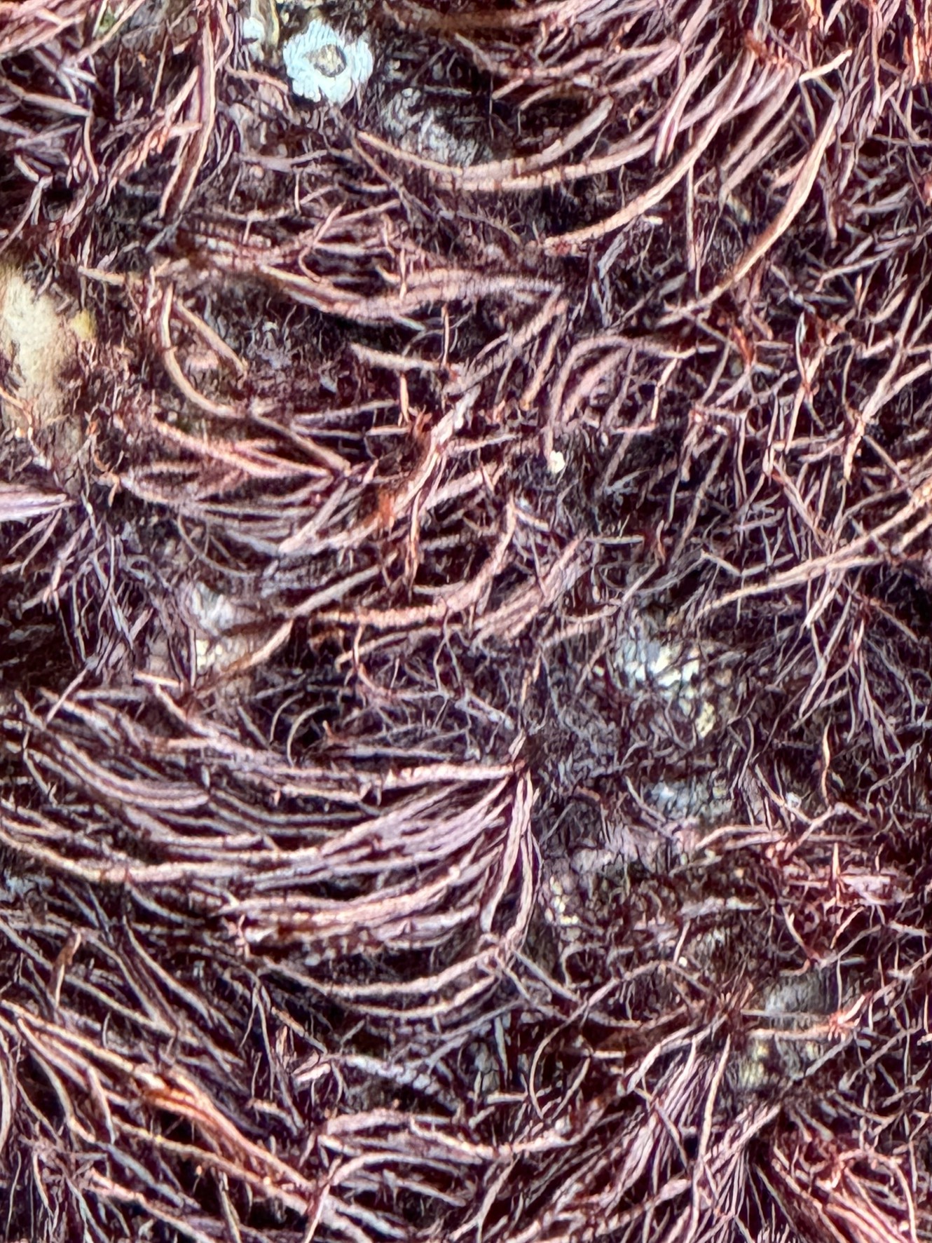 ヒジキではない可能性が高い海藻。釣太郎