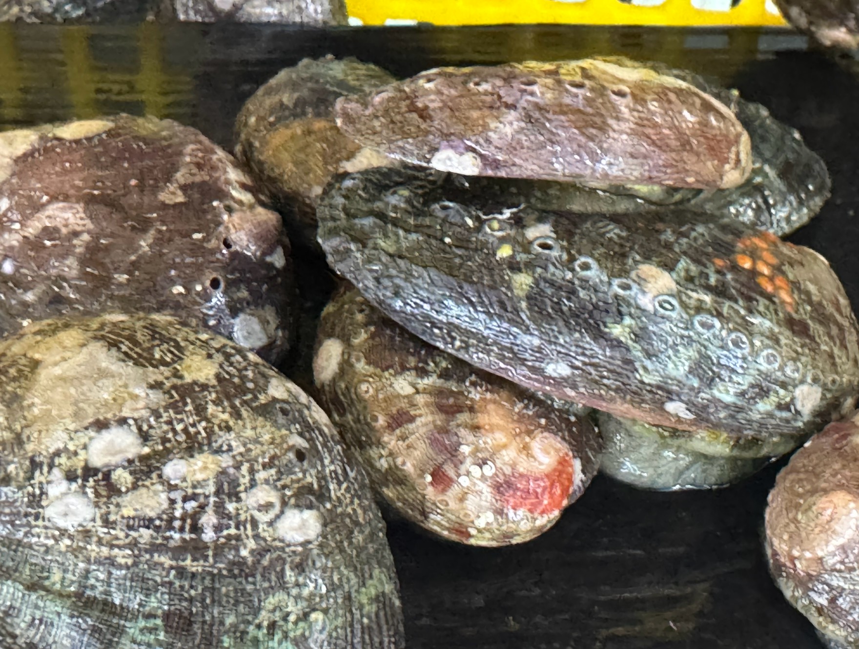 とこぶし（ながれこ）の標準は半日で500ｇ。竿１本で。石鯛釣りエサ入門。釣太郎