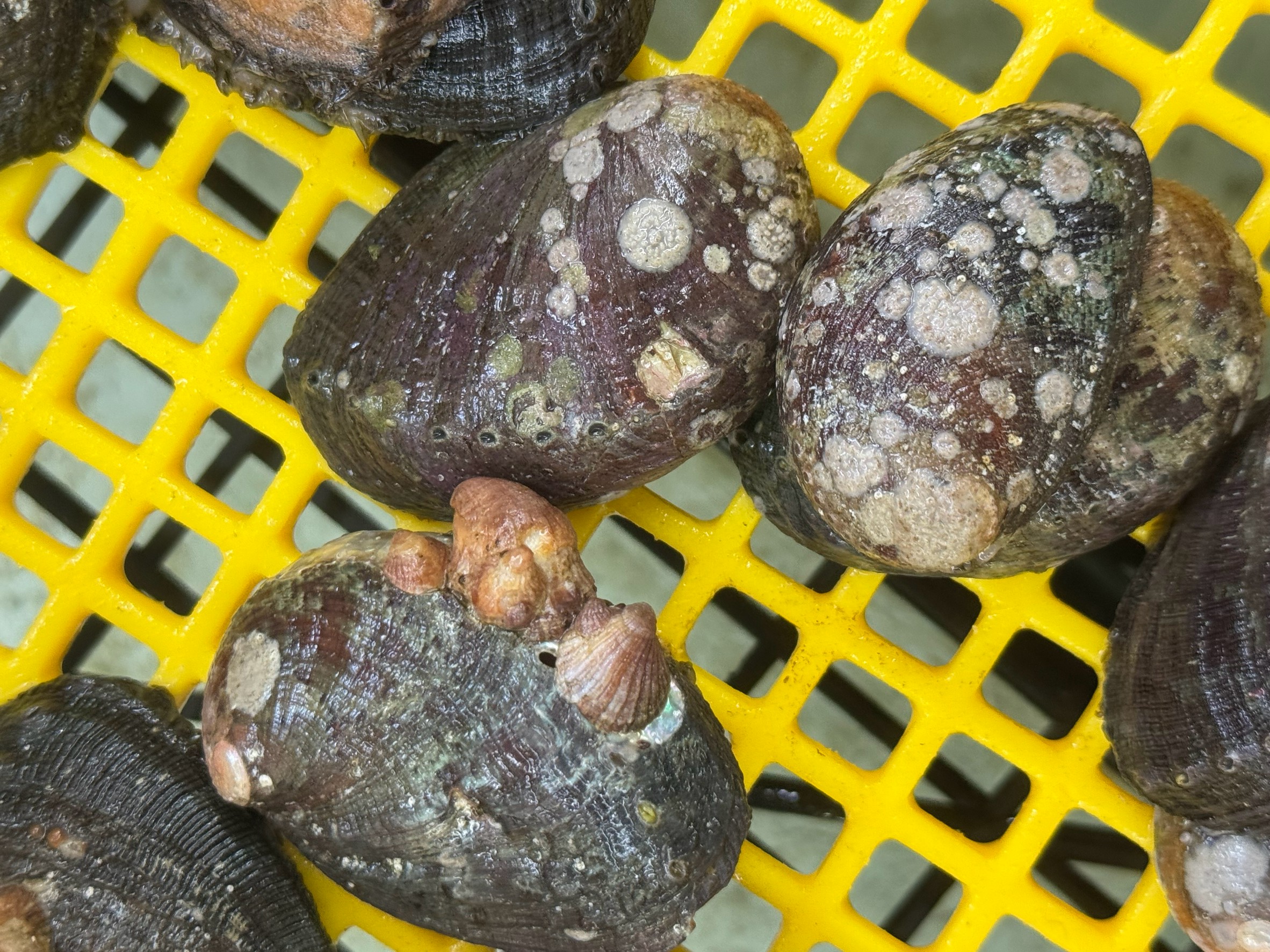 流れ子（床節）は半日なら500gがメド。石鯛釣りエサ紹介。釣太郎