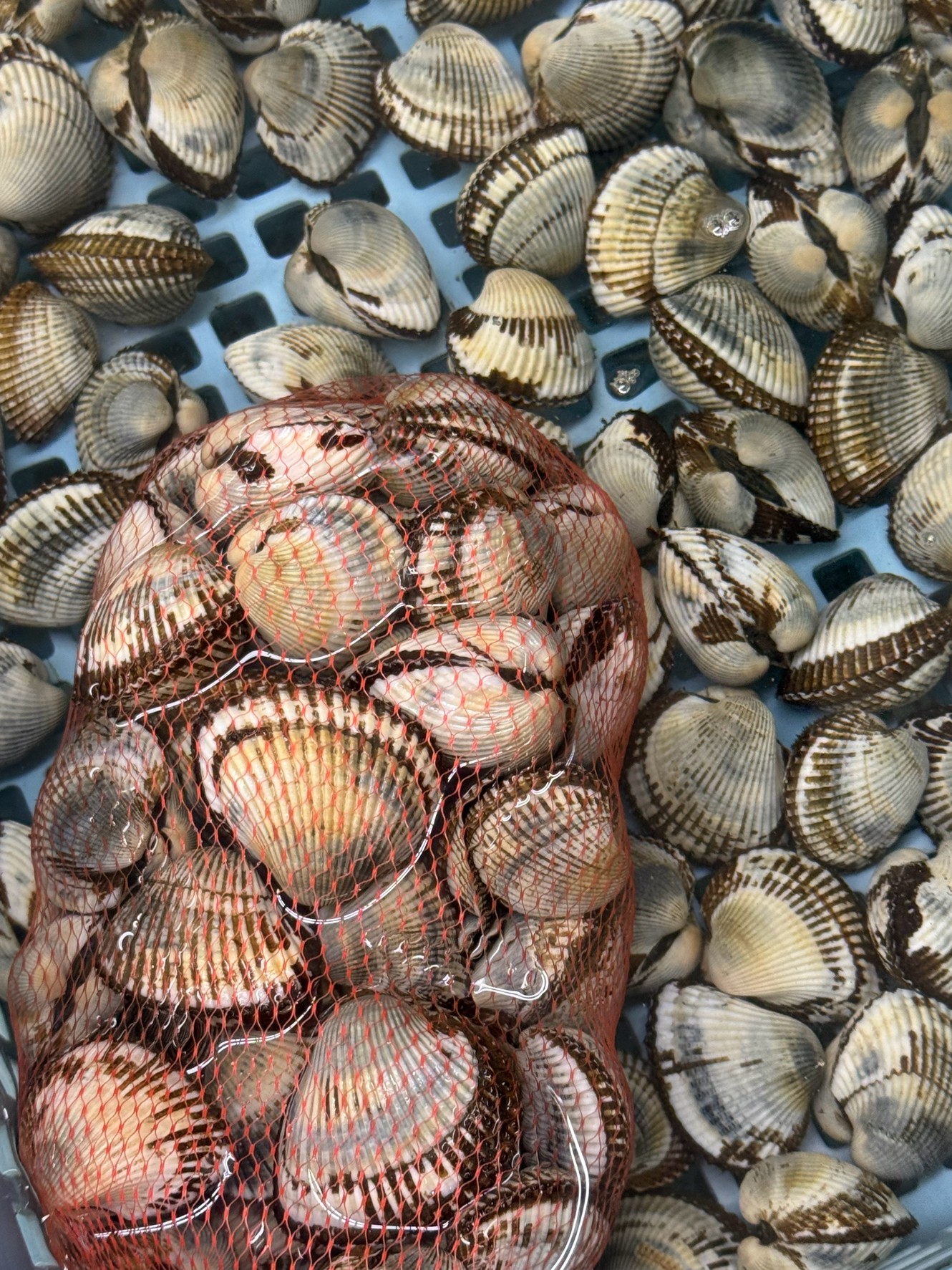 明日サルボウ貝入荷予定。底物釣り餌。釣太郎