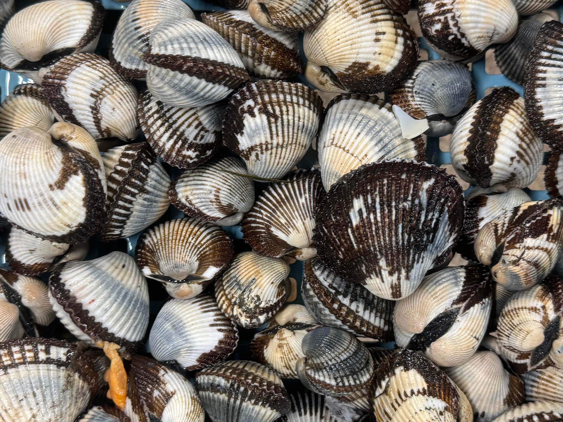 春の石鯛釣りえさサルボウ貝入荷しました。釣太郎