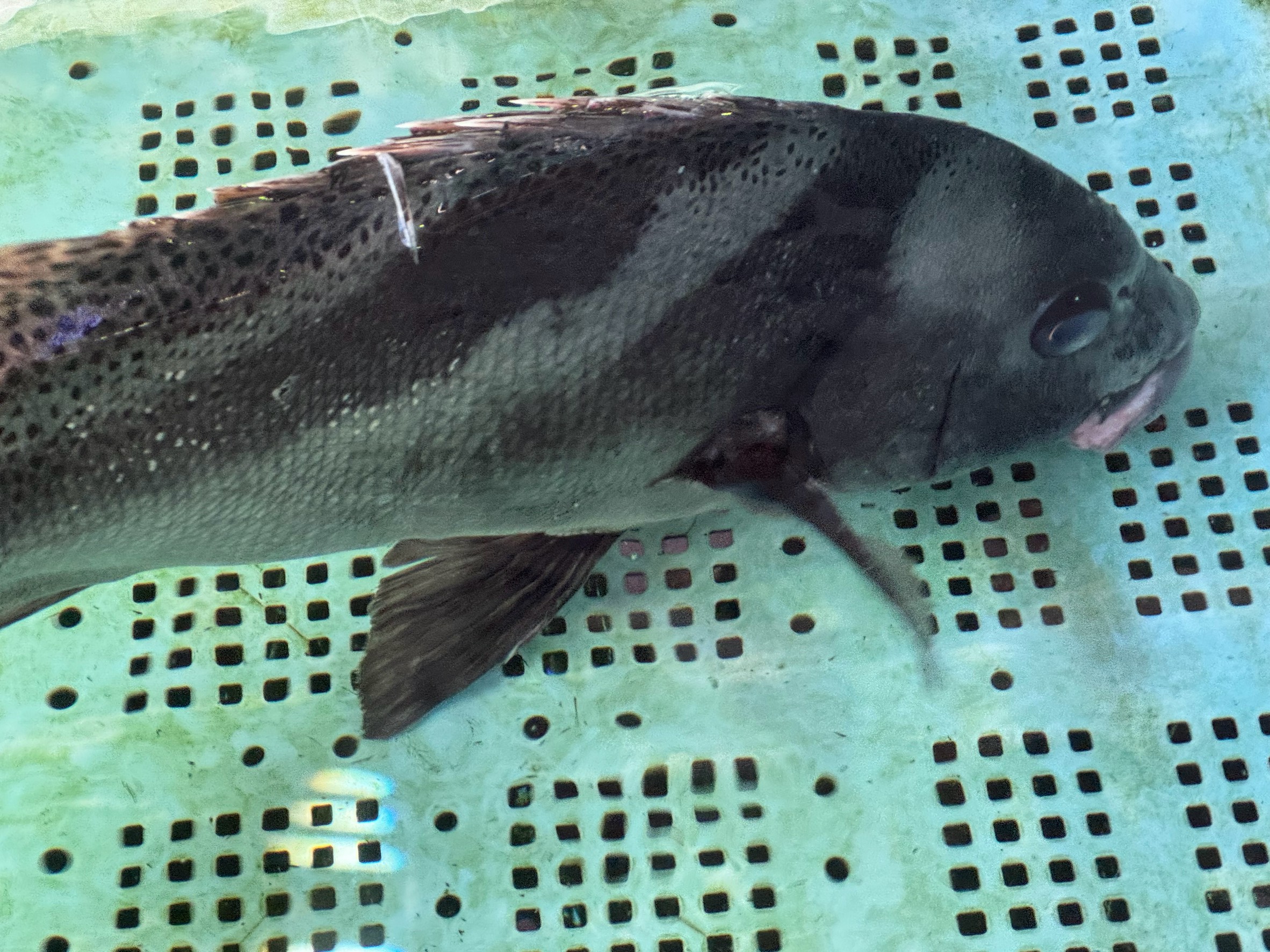 【コショウダイとコロダイの違いを徹底解説】釣り人必見！この魚の生態と攻略法。釣太郎