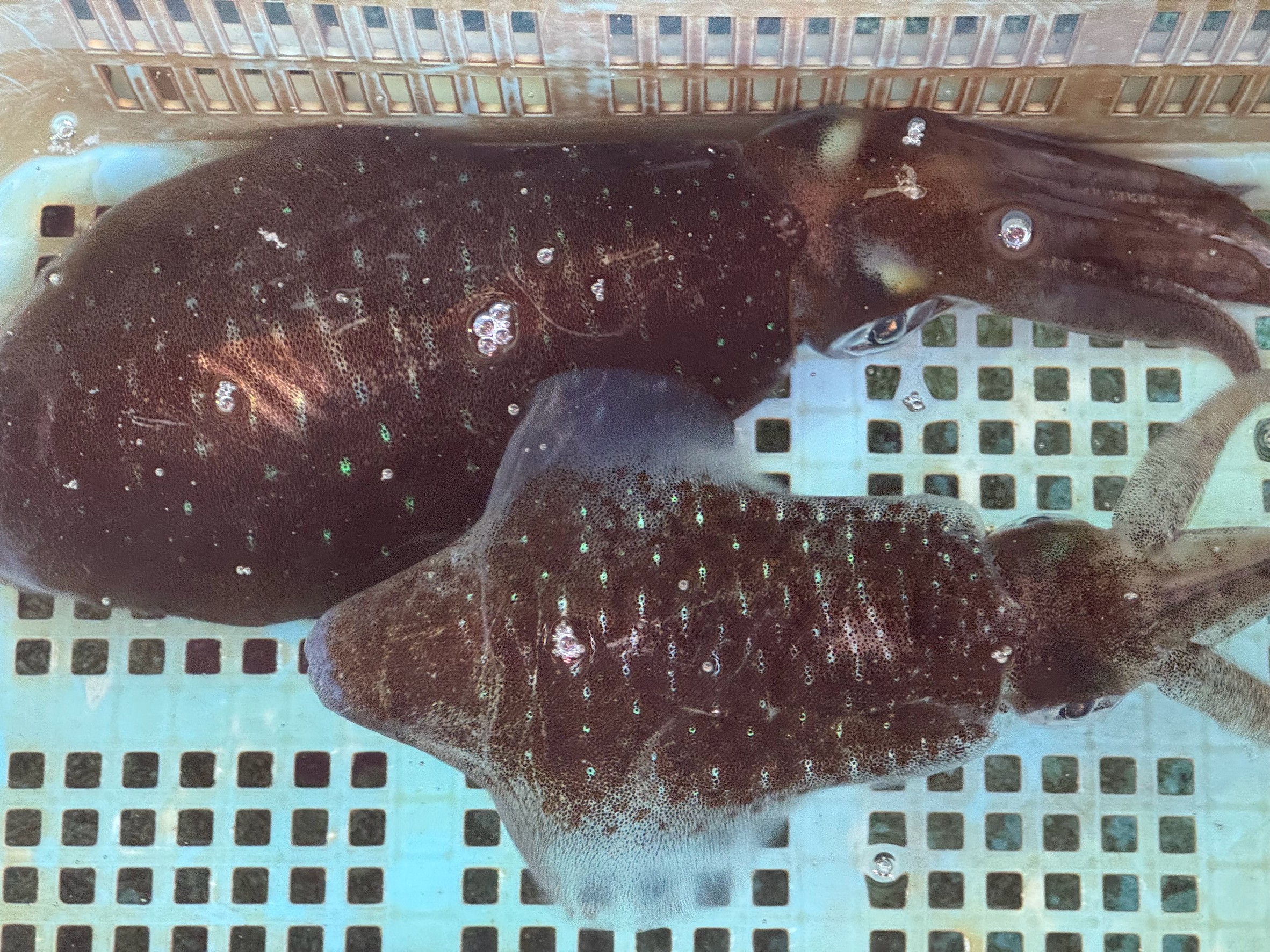 これは3/12の市場に出荷された300ｇと500ｇのアオリイカ。春は大型も多いが新子も混じります。釣太郎