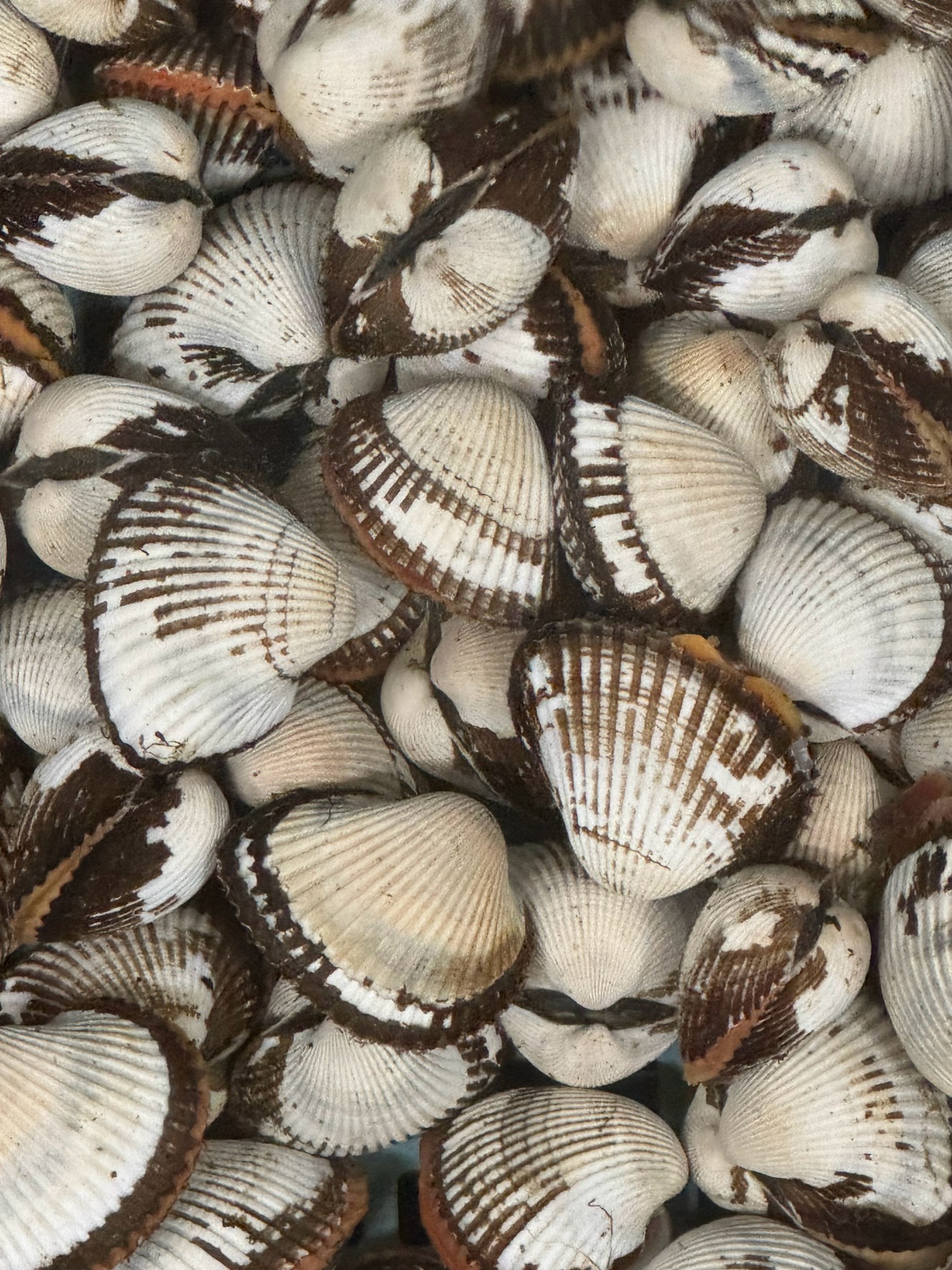 サルボウ貝、注文入れていますが入荷ありません。石鯛釣り餌。釣太郎