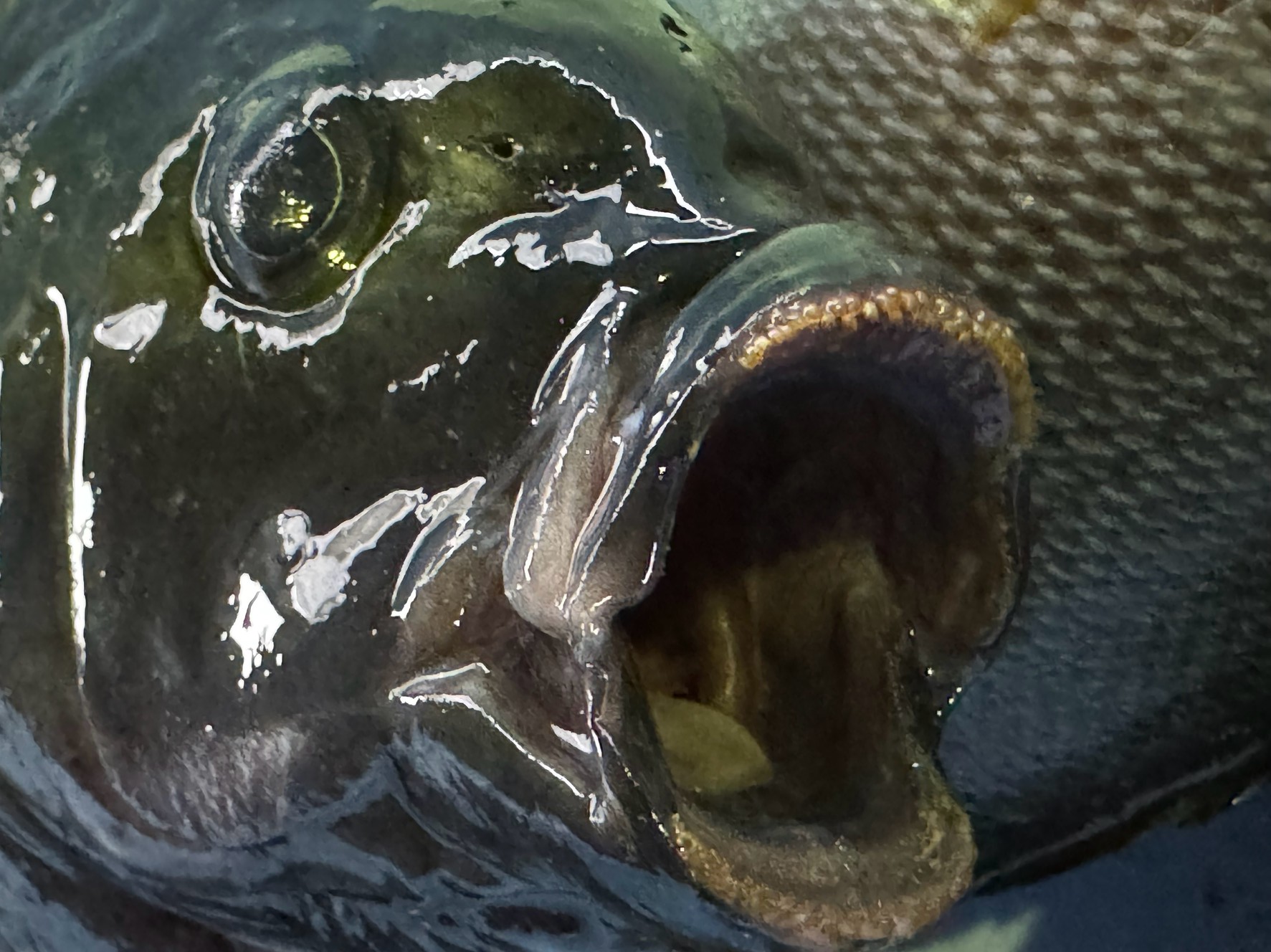 植物性が強い雑食の口太グレ（メジナ）の歯。前歯（門歯） は 藻をかみ取るために発達 している。釣太郎