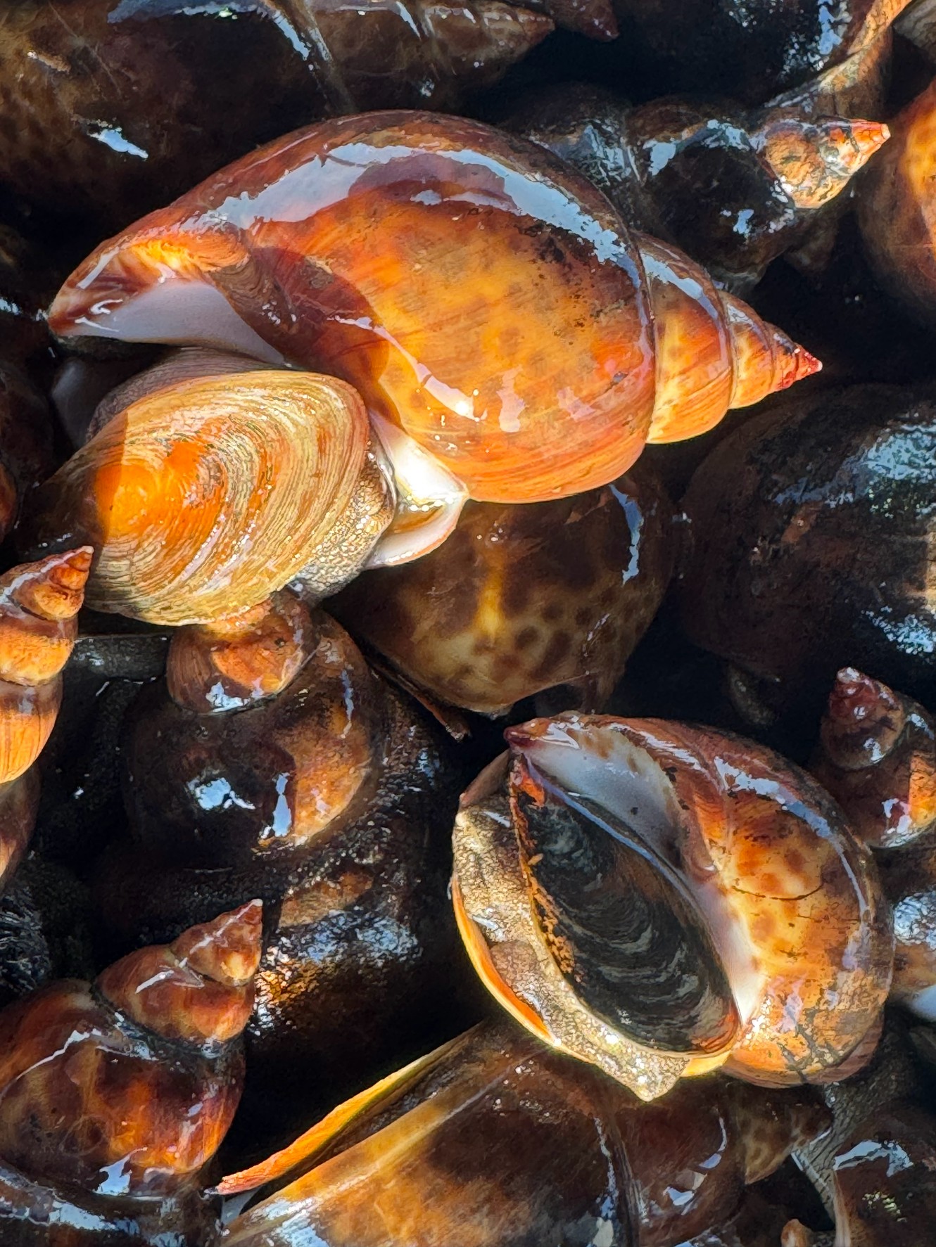 バイガイの生態と特徴説明。これは既製品煮付けが多いが、生は格別うまい。釣太郎