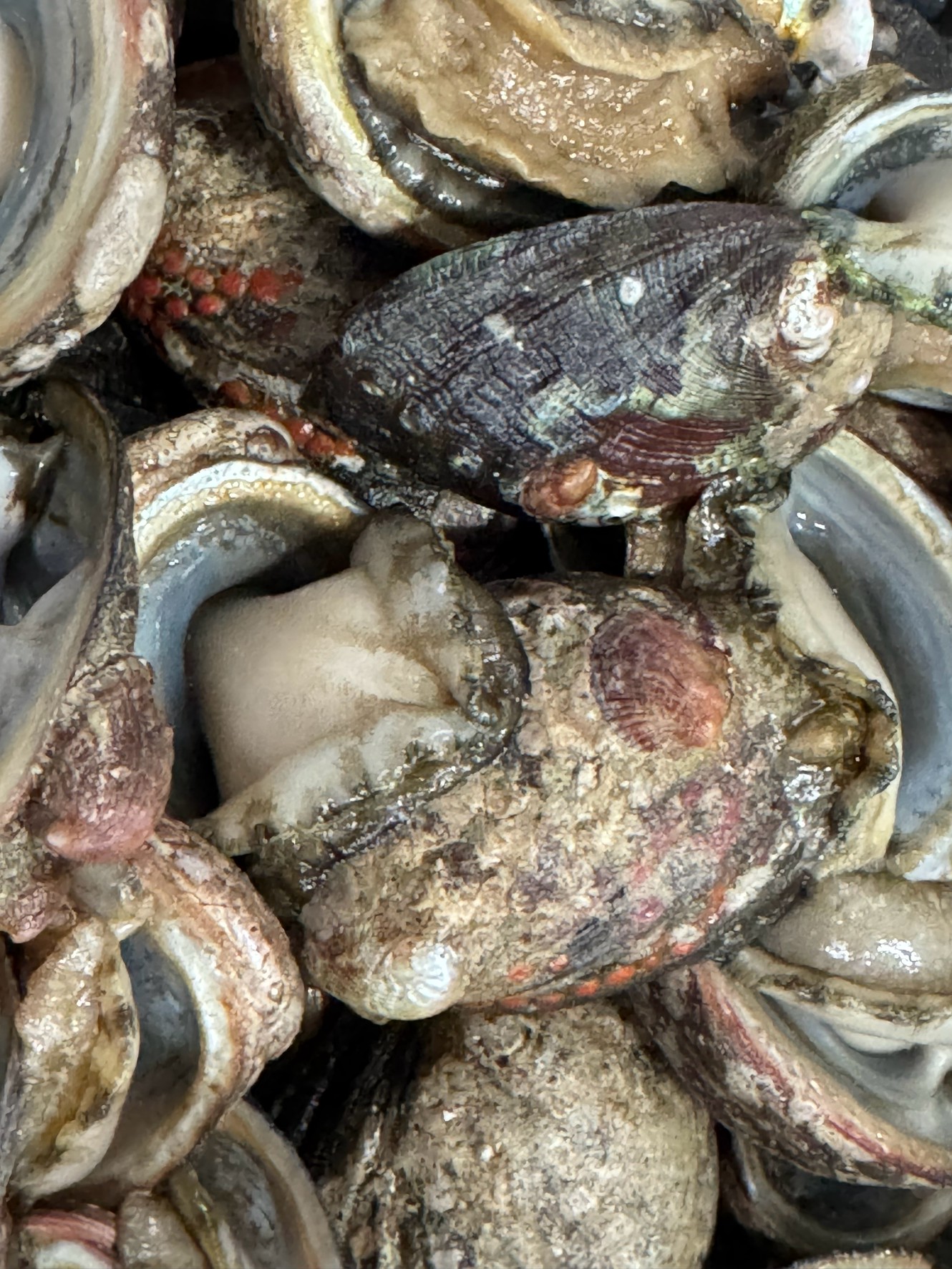 みなべ店、とこぶし（ながれこ）入荷しました。春の石鯛釣り餌は貝類が定番。2025年3月18日火曜日。釣太郎