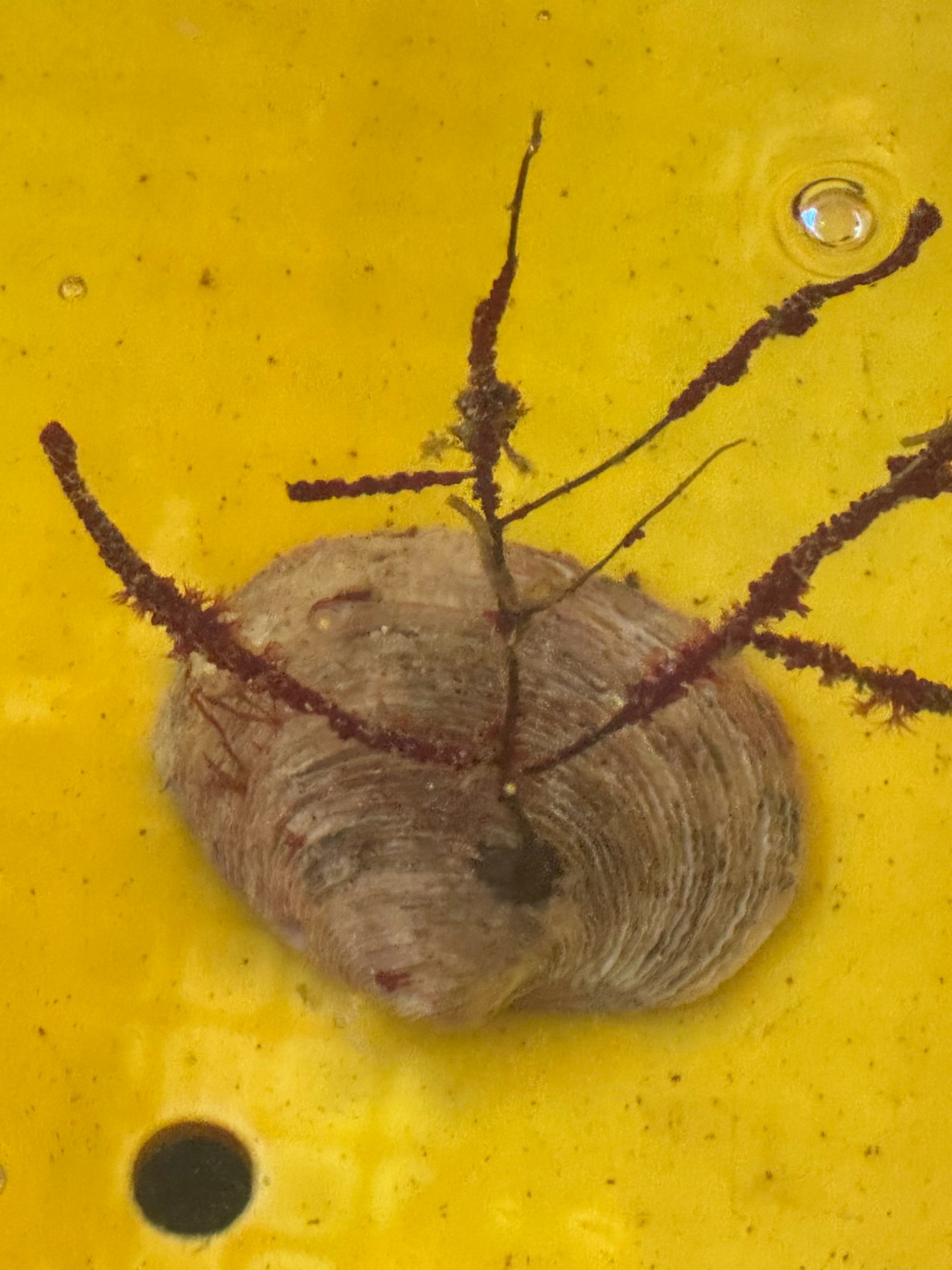 貝殻のようなものから生えているのは、おそらく付着性の海藻やコケムシ、あるいはカイメンの一種。釣太郎