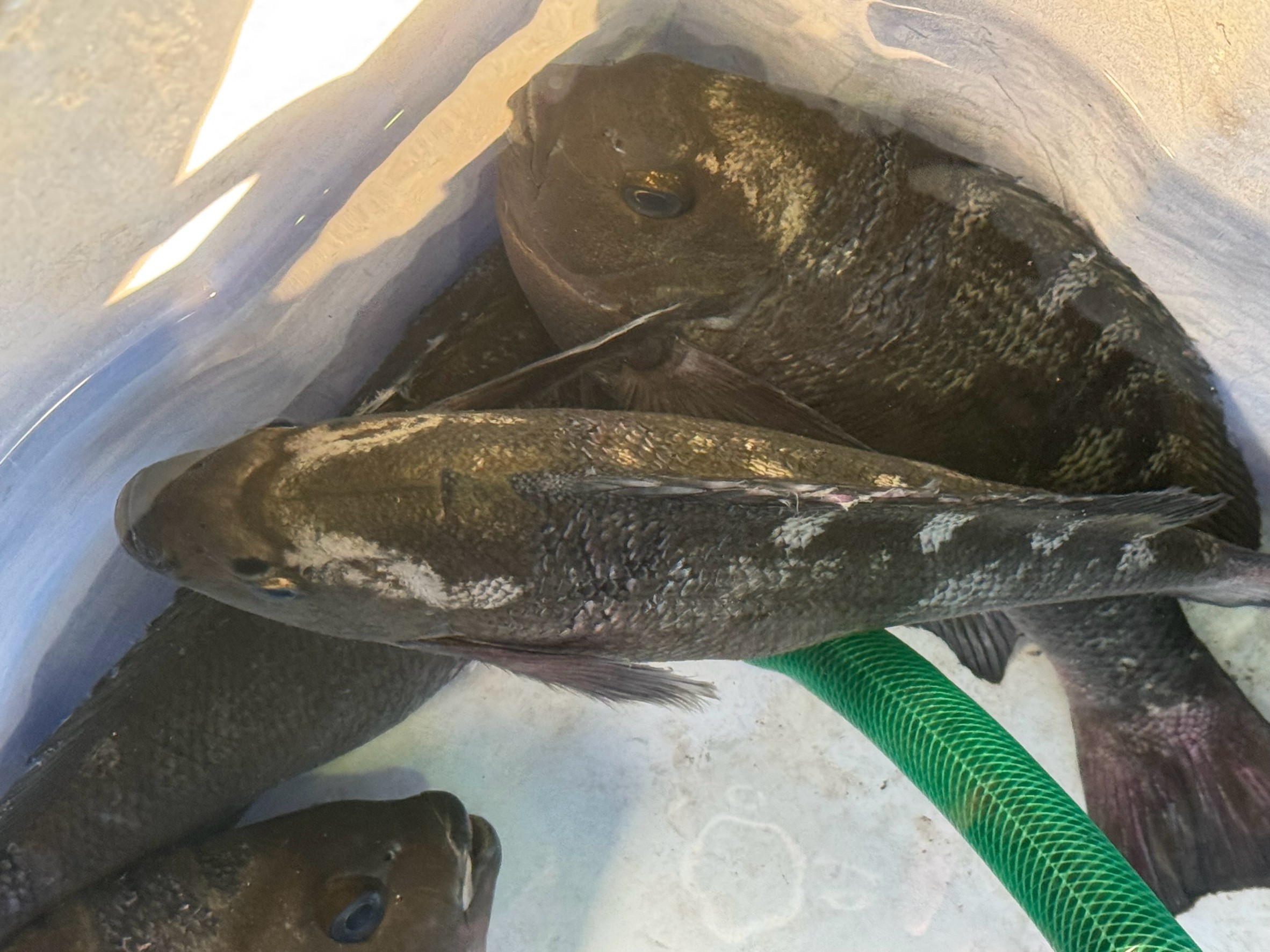 バケツのグレ（メジナ）模様が浮き彫りになる理由：釣り人向け詳細解説。釣太郎