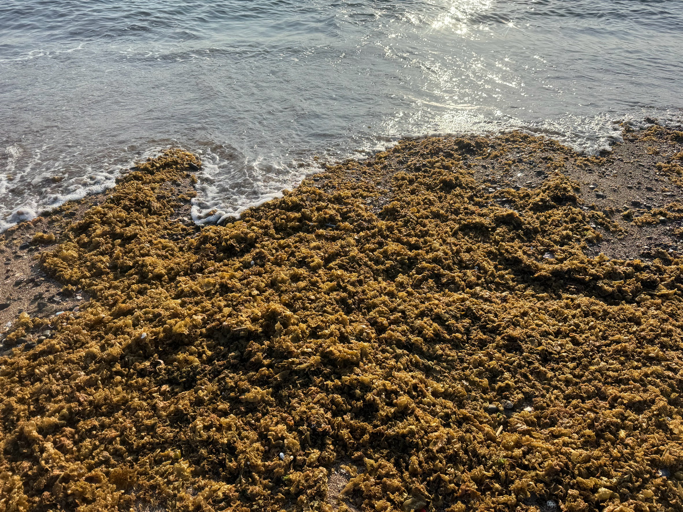 海辺に出ると磯臭い？生臭い匂いがする時がありますが、原因はこの海藻。これが腐敗します。釣太郎