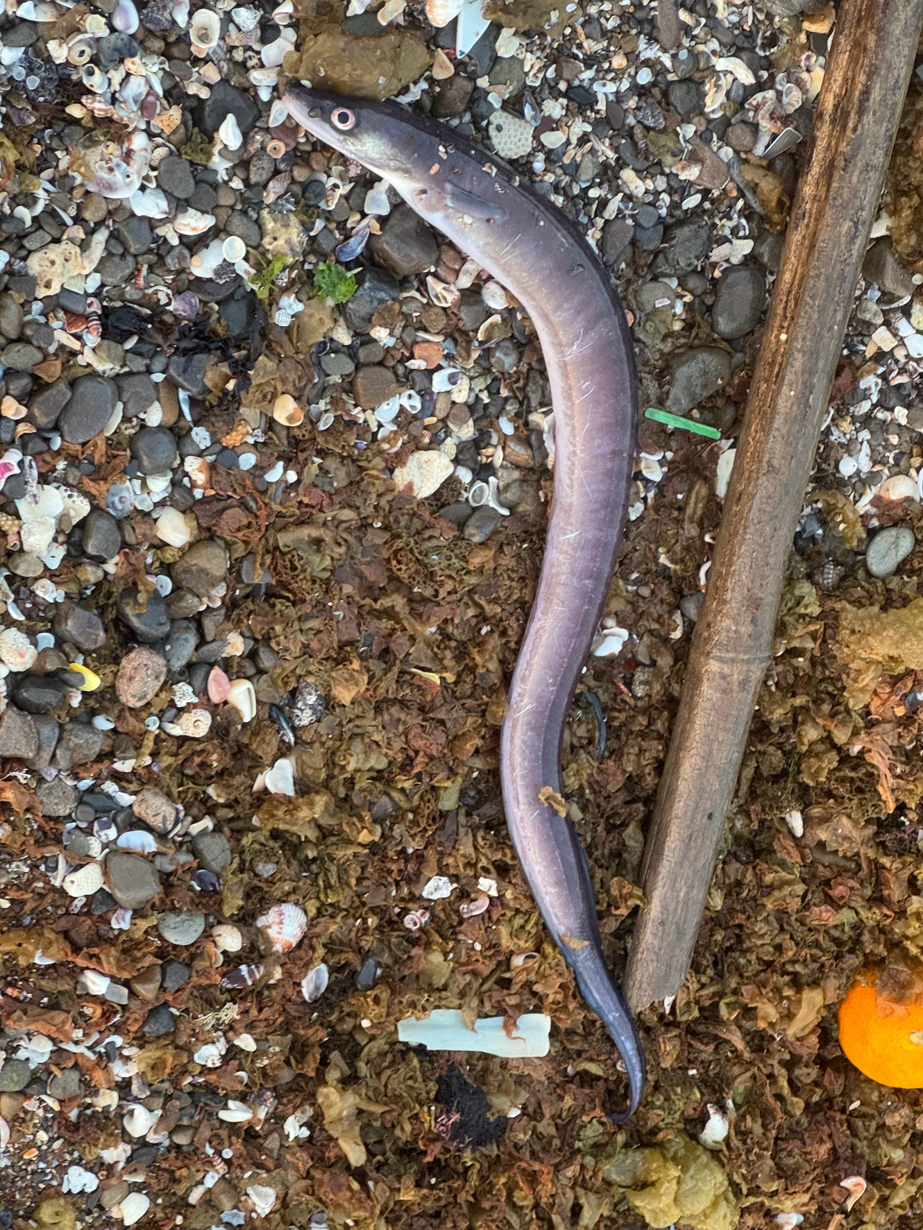 南紀地方ではマアナゴがほとんどなくクロアナゴばかり。釣太郎