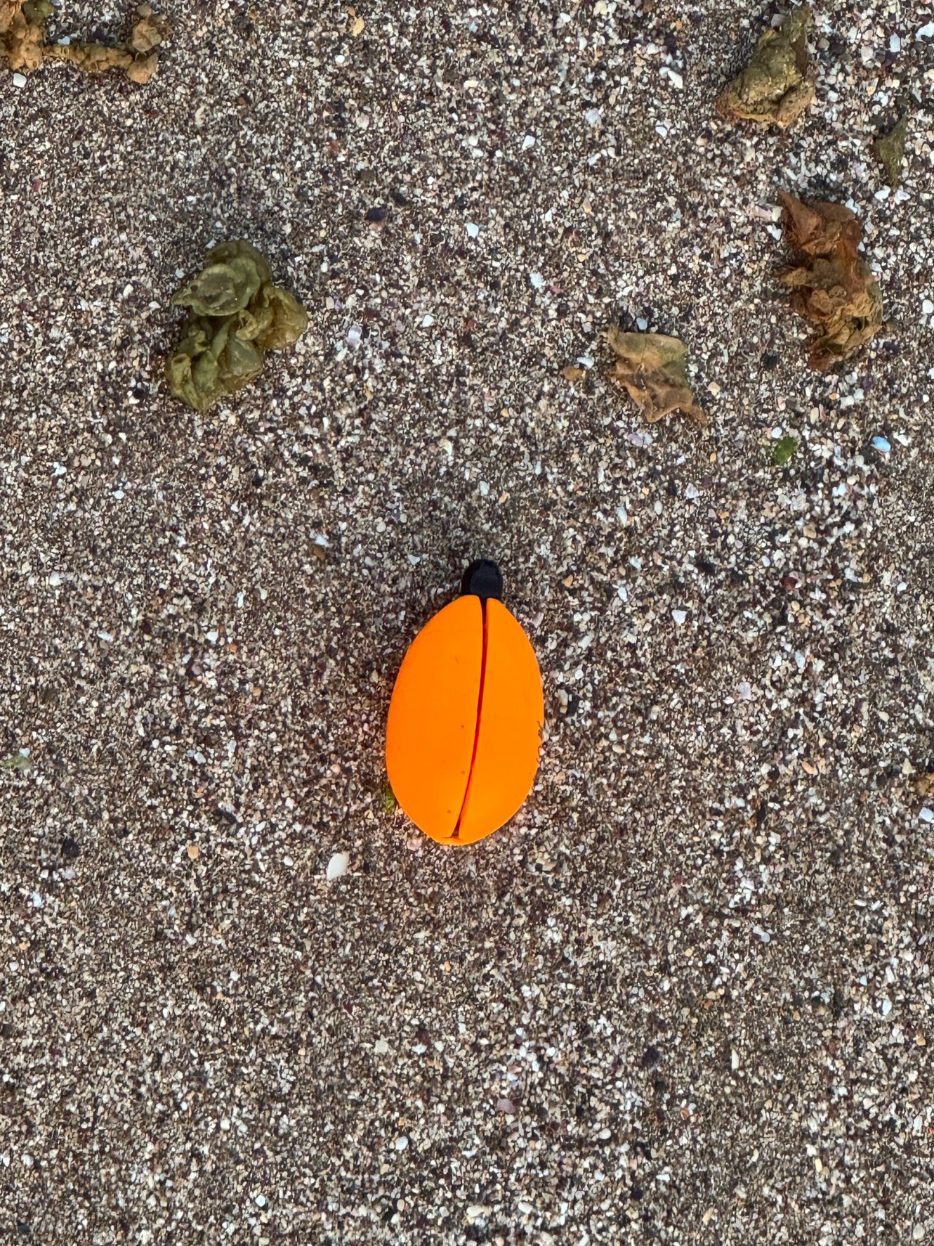 砂浜に浮きが打ち上げられることは日常的。釣太郎