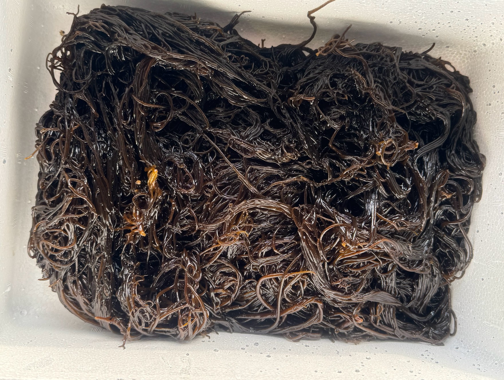 モズクは3個パックに入ったものが定番ですが、生は格別美味。釣太郎