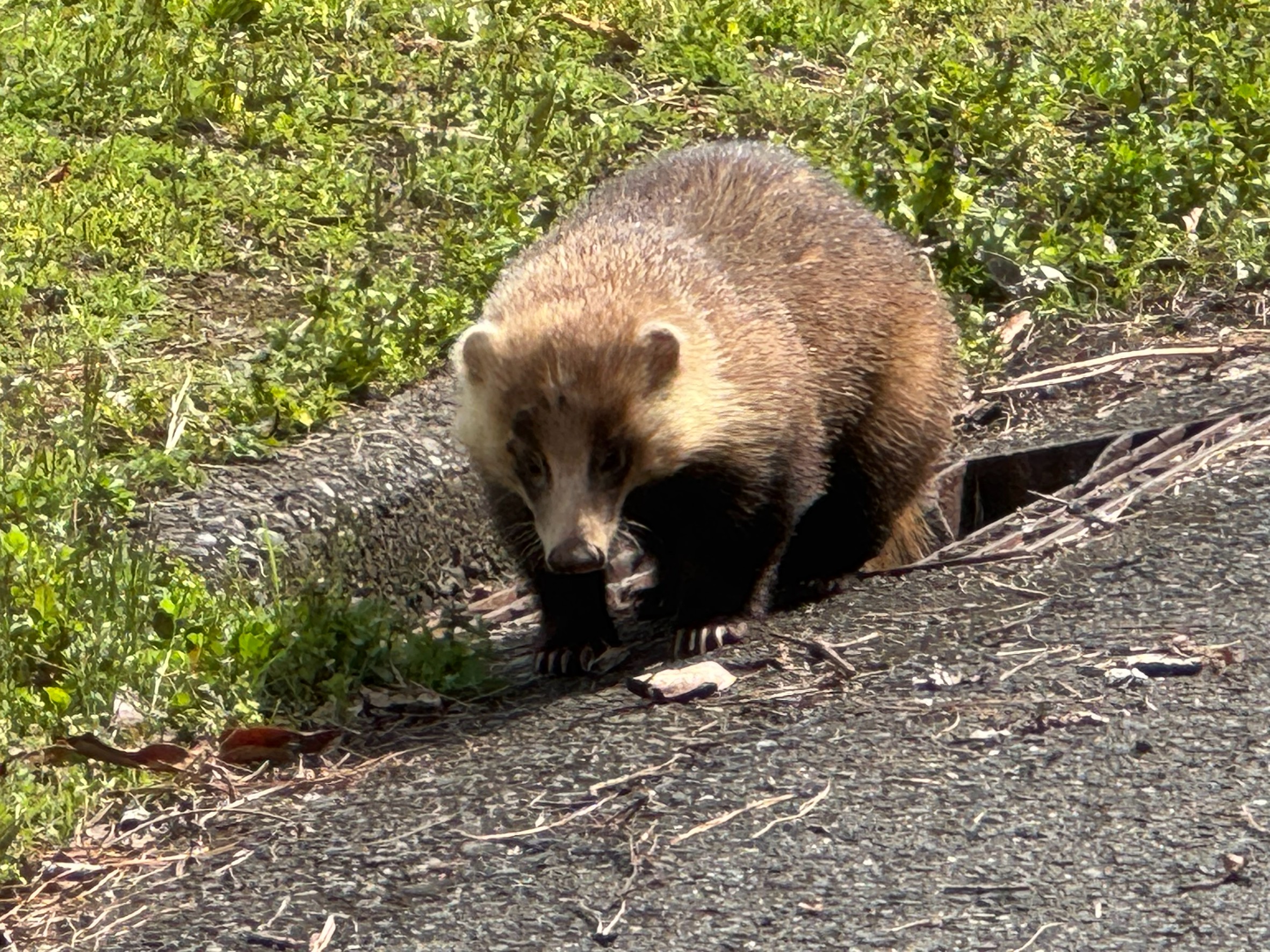 久しぶりに見たタヌキ。これも田舎ならではかも。釣太郎