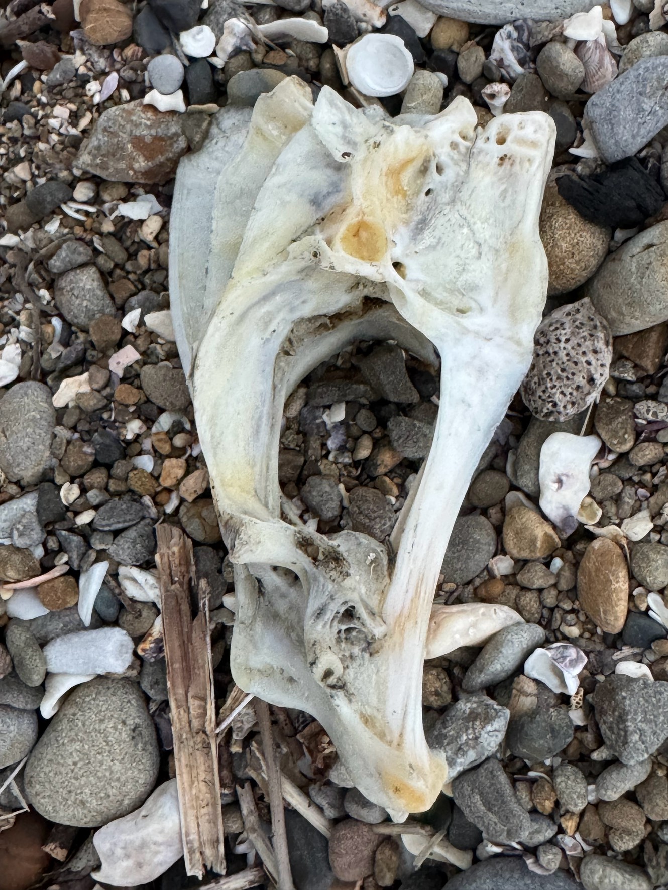 この骨の魚の正体は?chatに聞いてみました。釣太郎