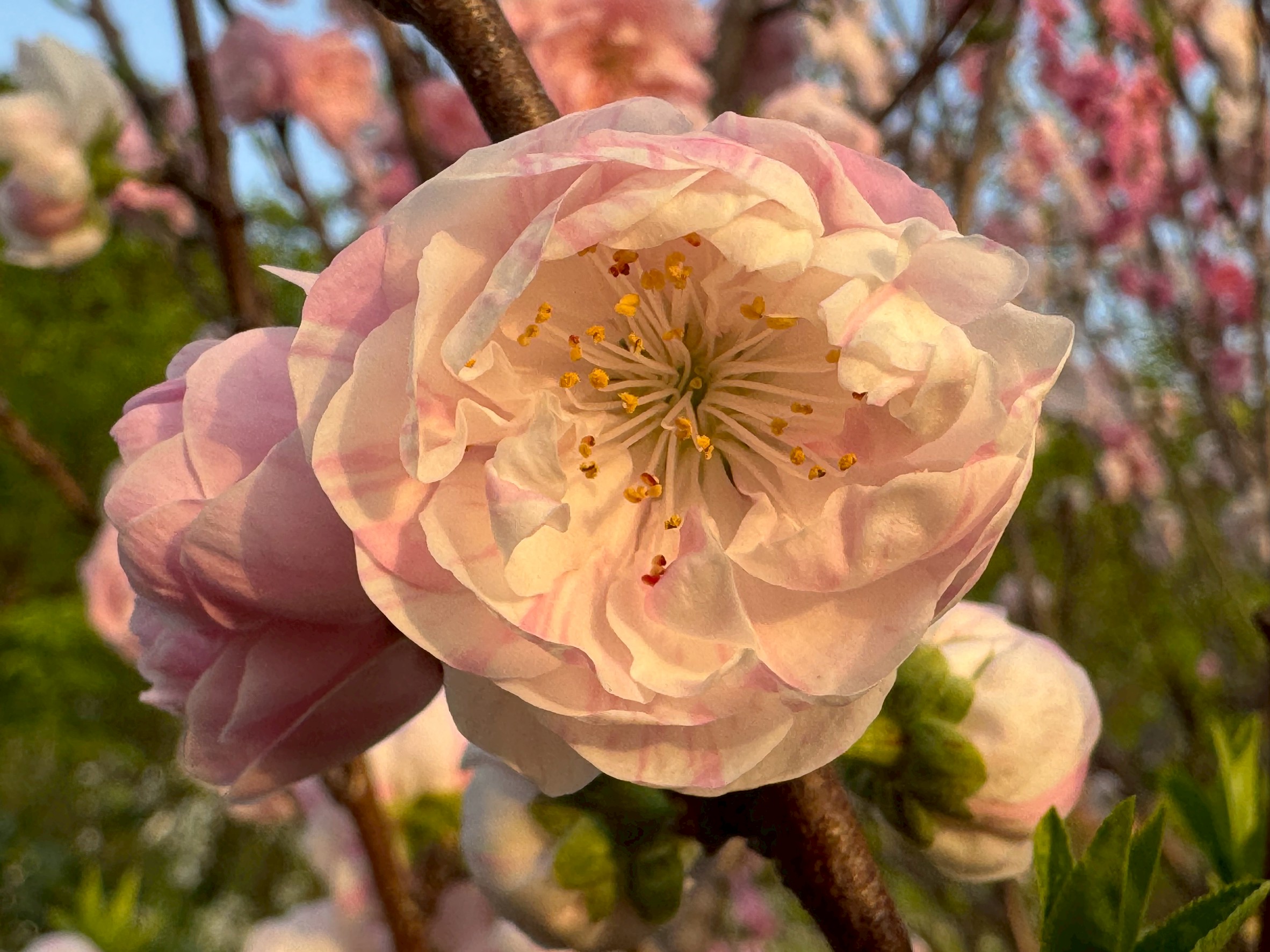 八重桜も言葉を超越するほどのきれいさ。釣太郎