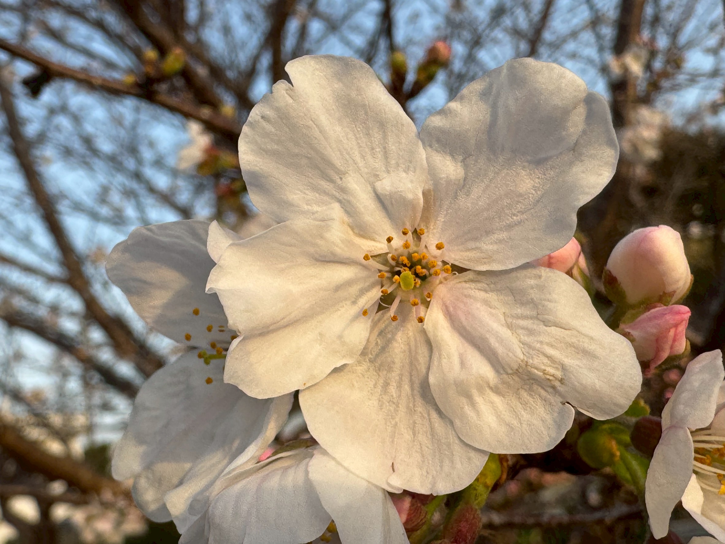 この世のものとは思えないほどきれいなソメイヨシノ。釣太郎