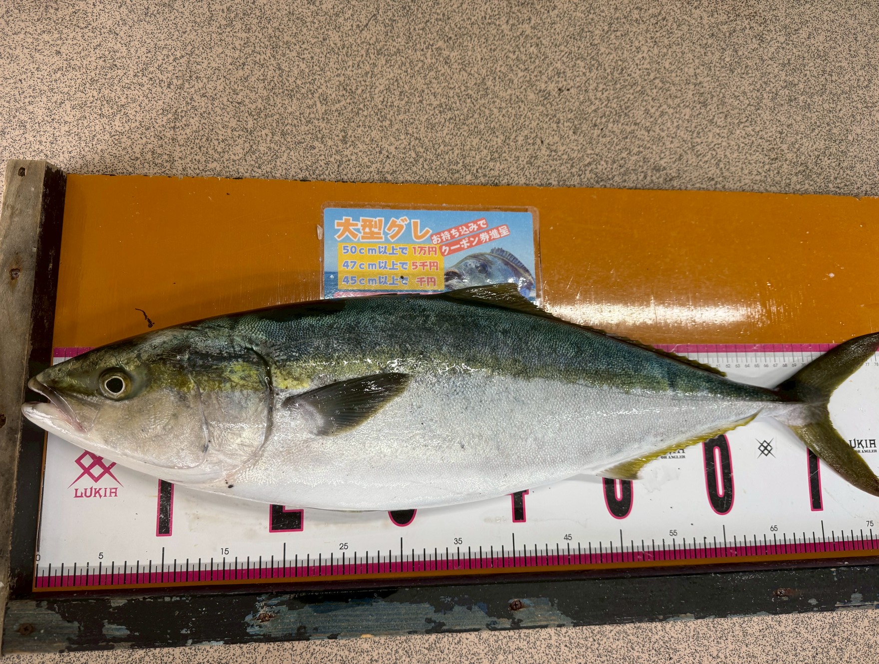 ブリ80㎝の釣果。釣太郎