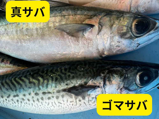 マサバとゴマサバの見分け方説明。特徴や性質の違い、身の品質の違い説明。釣太郎