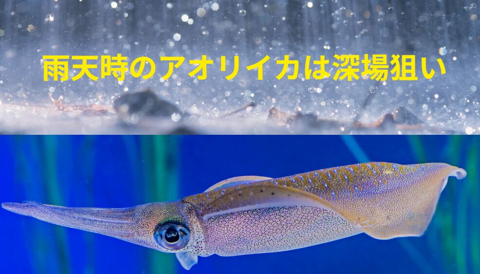 雨天時のアオリイカ釣り場深場狙いが基本。釣太郎