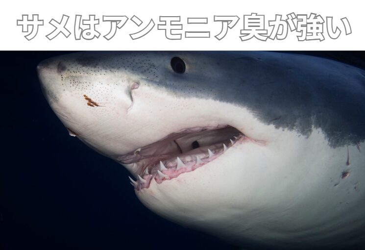 サメがアンモニア臭が強い理由。釣太郎