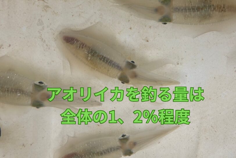 人間が釣るアオリイカは、全体の何％？徹底推察！釣太郎