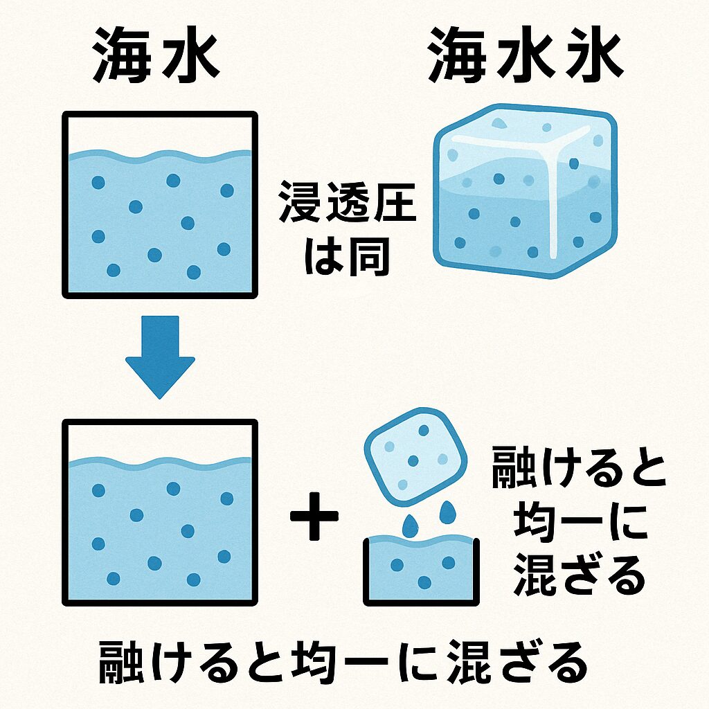 「海水氷」は溶ければ、ほぼ元の海水と同じ塩分濃度になる。 浸透圧の差がないため、魚やアオリイカの細胞がダメージを受けにくい。 真水や真水氷と違い、身が締まりすぎず旨みが逃げない。釣太郎