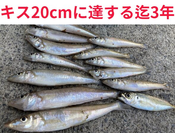 キス(シロギス)が20cmになるのは、おおよそ2~3年。寿命は4~5年程度。釣りでよく釣れるサイズ(15~20cm)は、2~3歳魚が中心。釣太郎